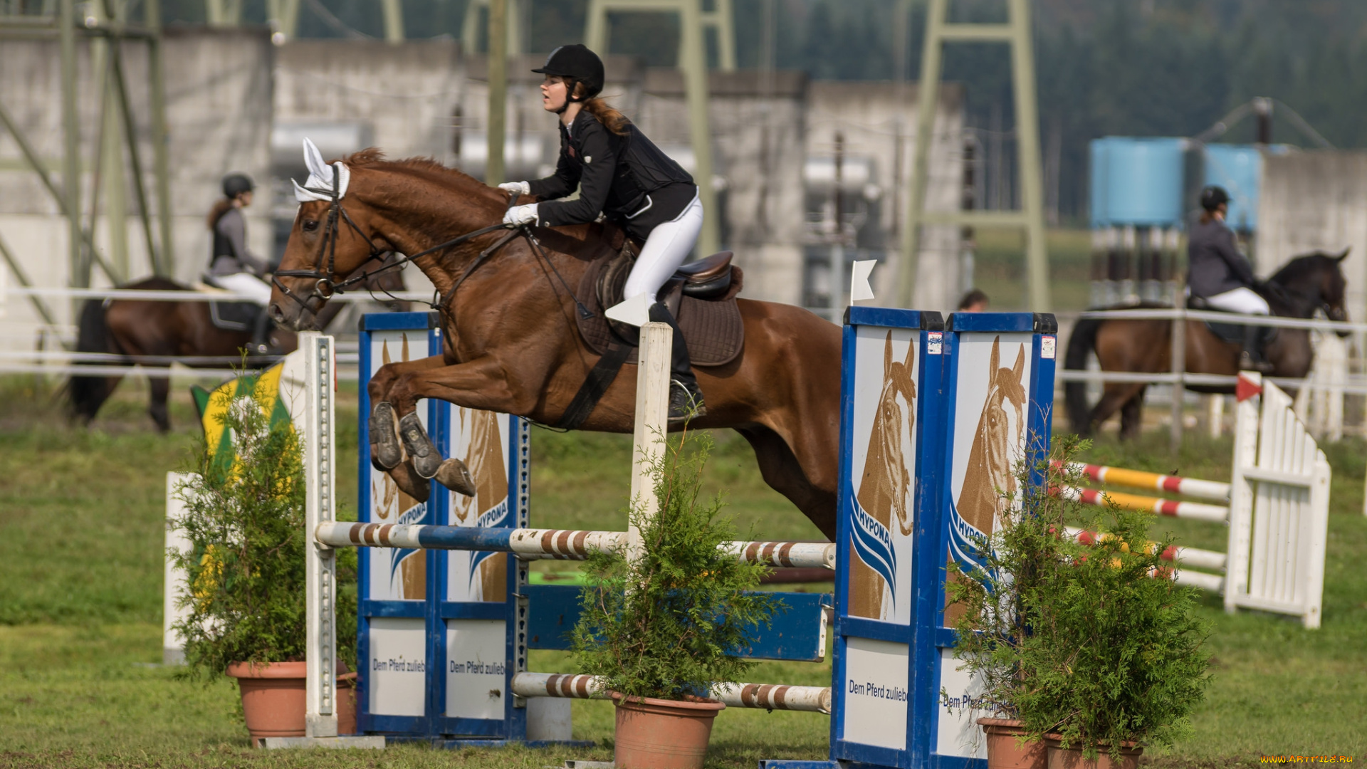 спорт, конный, спорт, ипподром, лошадь, жокей, скачки