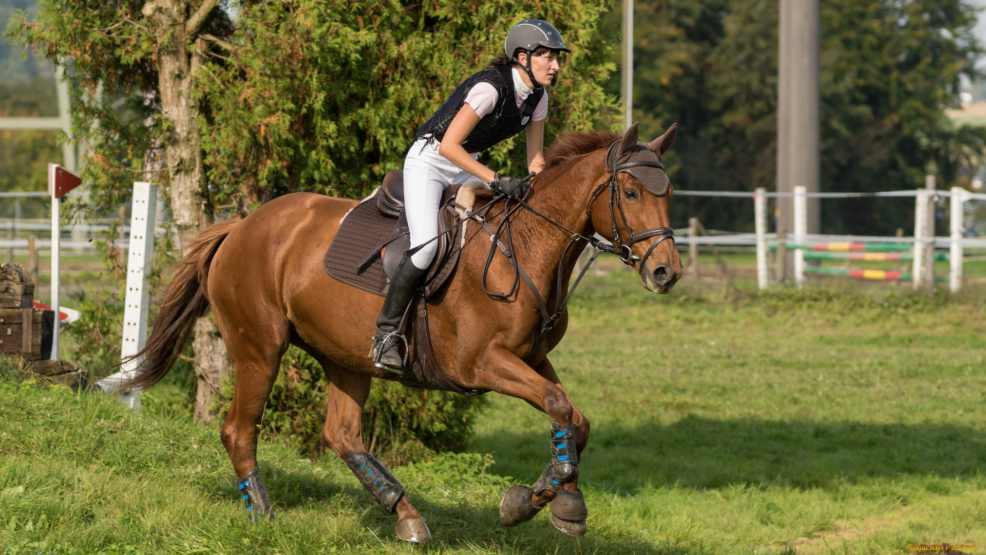 спорт, конный, спорт, лошадь, ипподром, скачки, жокей