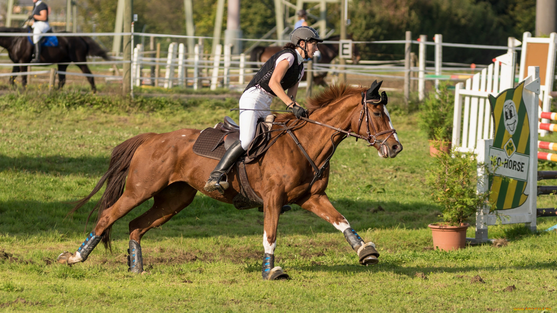 спорт, конный, спорт, скачки, ипподром, лошадь, жокей