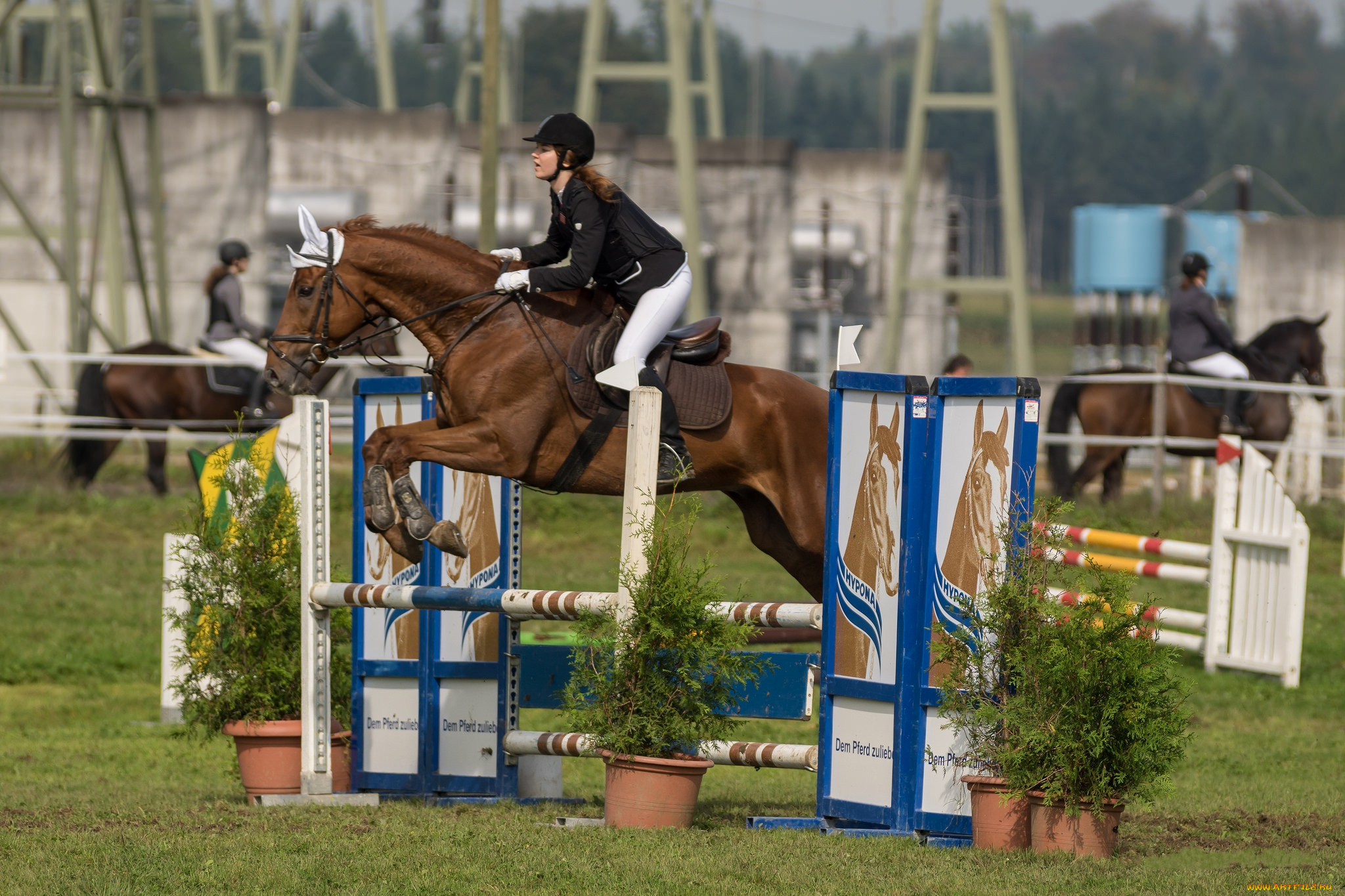 спорт, конный, спорт, ипподром, лошадь, жокей, скачки