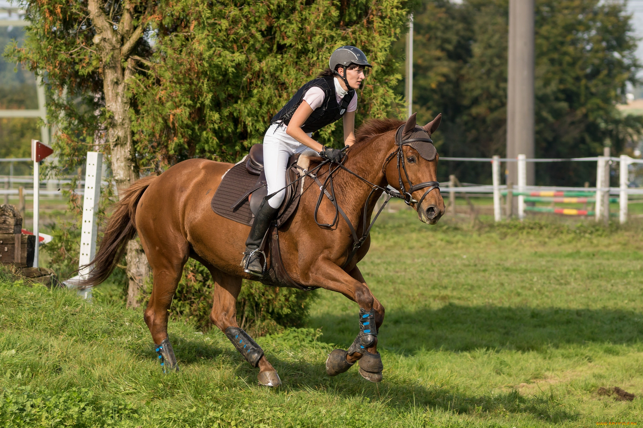 спорт, конный, спорт, лошадь, ипподром, скачки, жокей