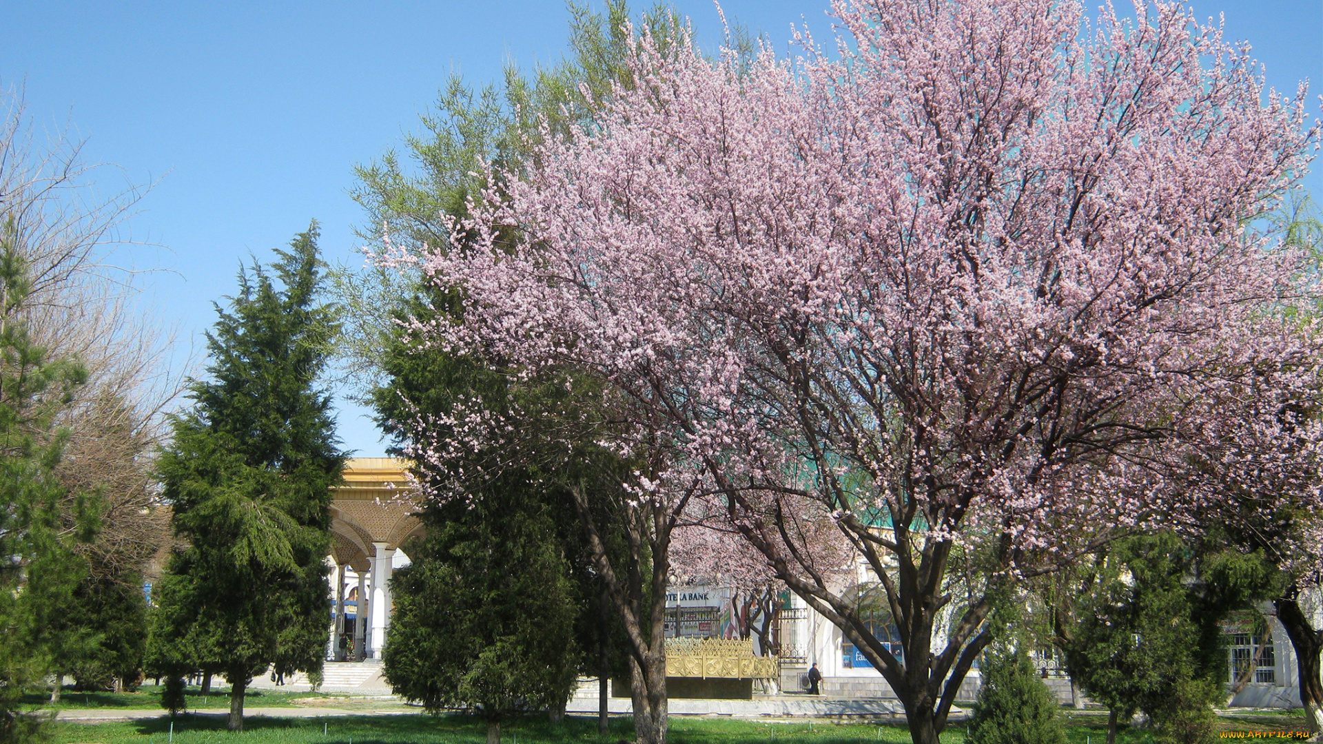 цветение, абрикоса, цветы, цветущие, деревья, , , кустарники, урюк, розовый, абрикос, цветущее, дерево, весна, цвет