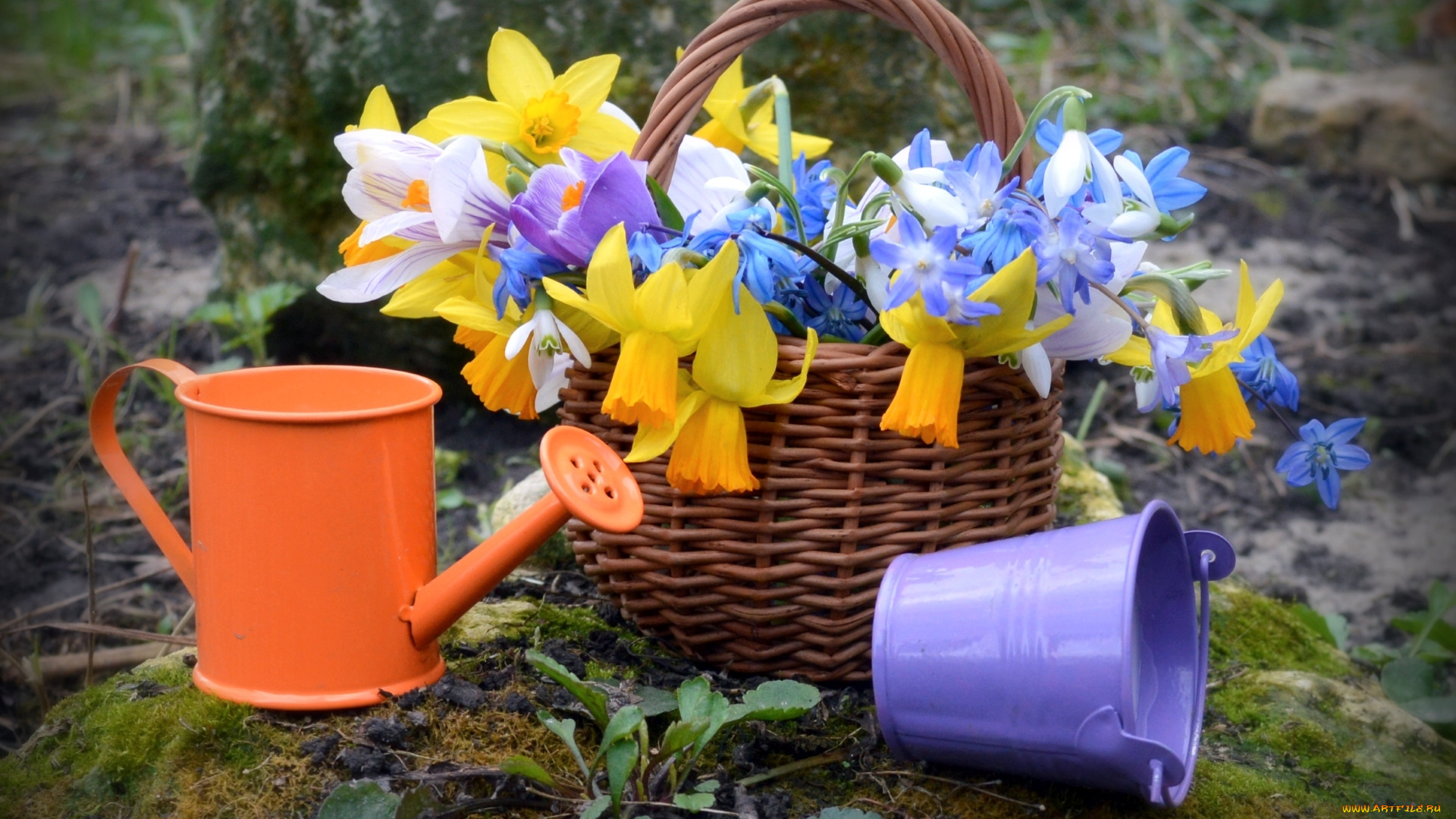цветы, букеты, , композиции, лейка, весна, букет