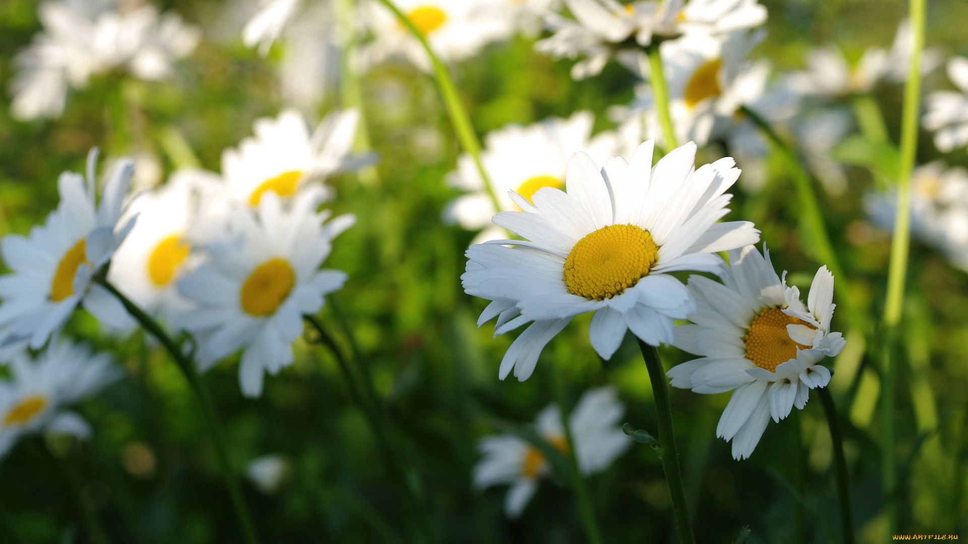 цветы, ромашки, тень, лепестки, лето