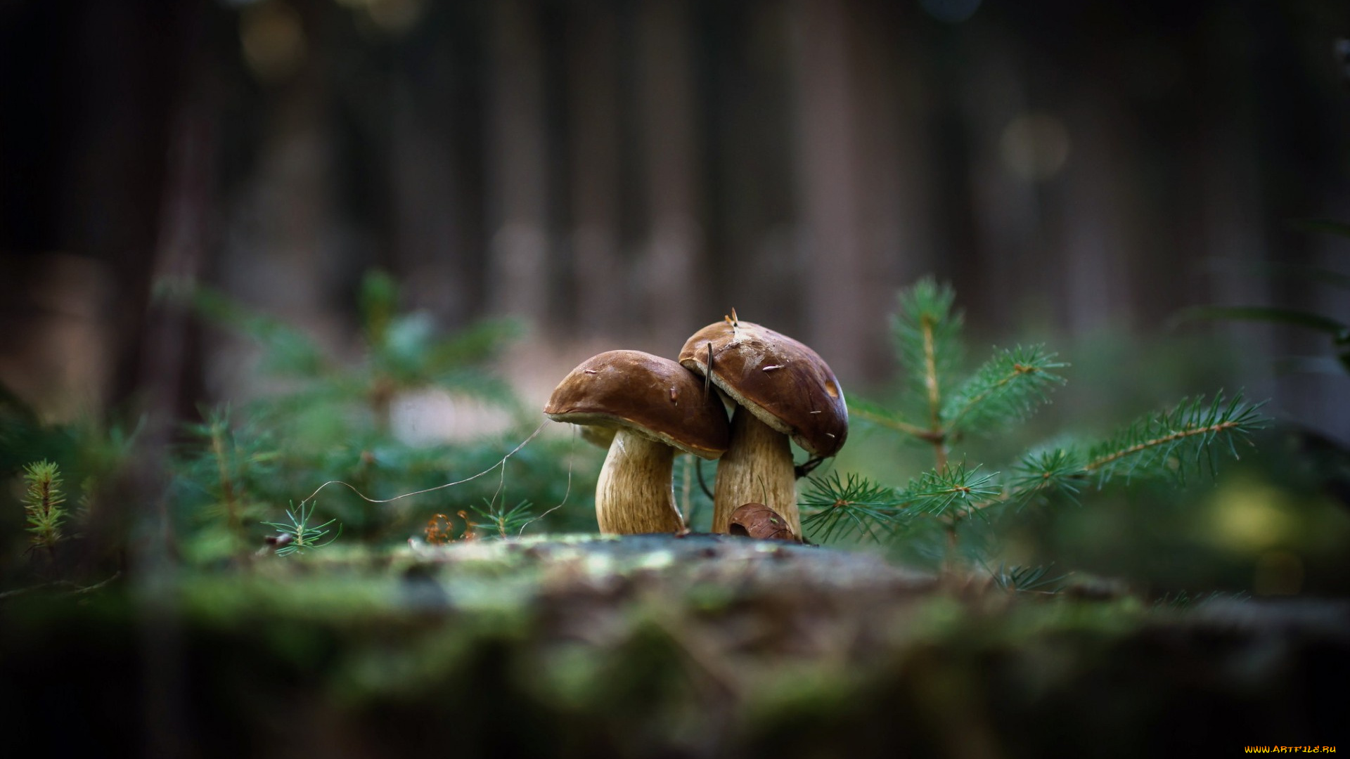 природа, грибы, фон