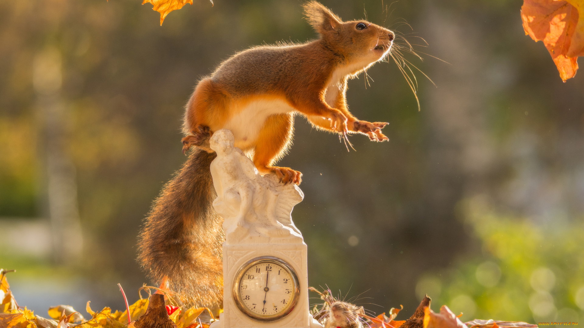 животные, белки, листья, белка, природа, грызун, ягоды, осень, часы, животное