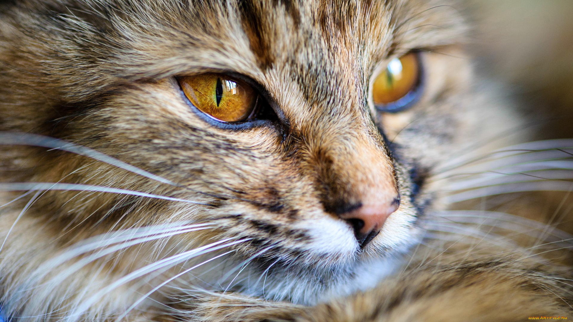 животные, коты, кот, кошка, морда