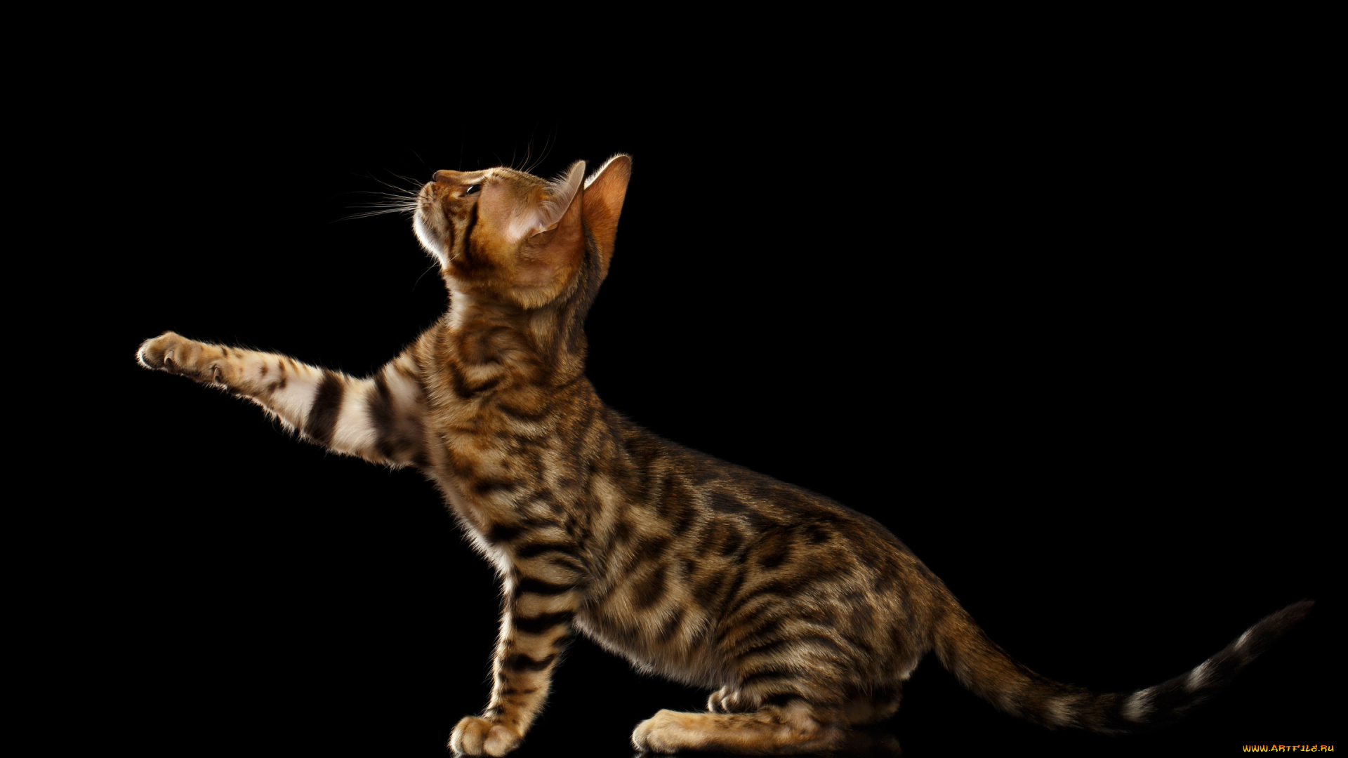 животные, коты, лапка, бенгальская, кошка, чёрный, фон