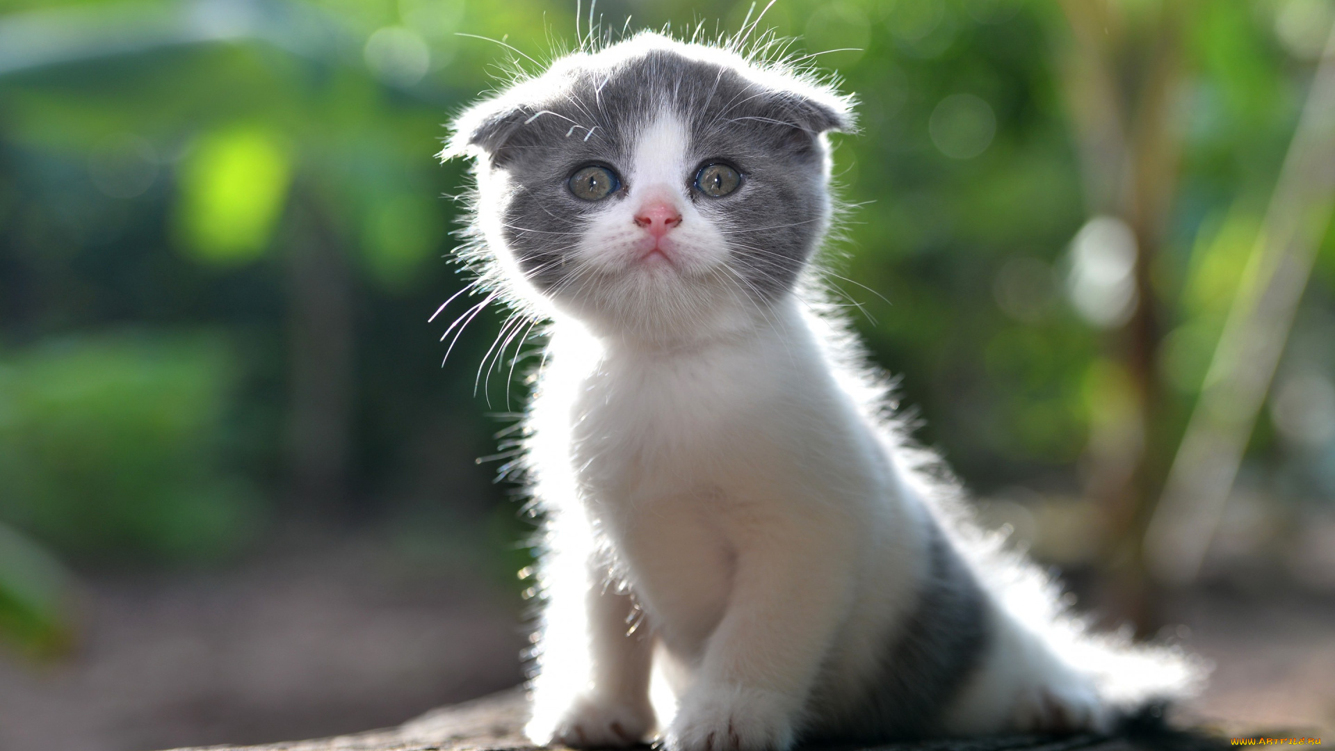 животные, коты, малыш, лапочка, котёнок