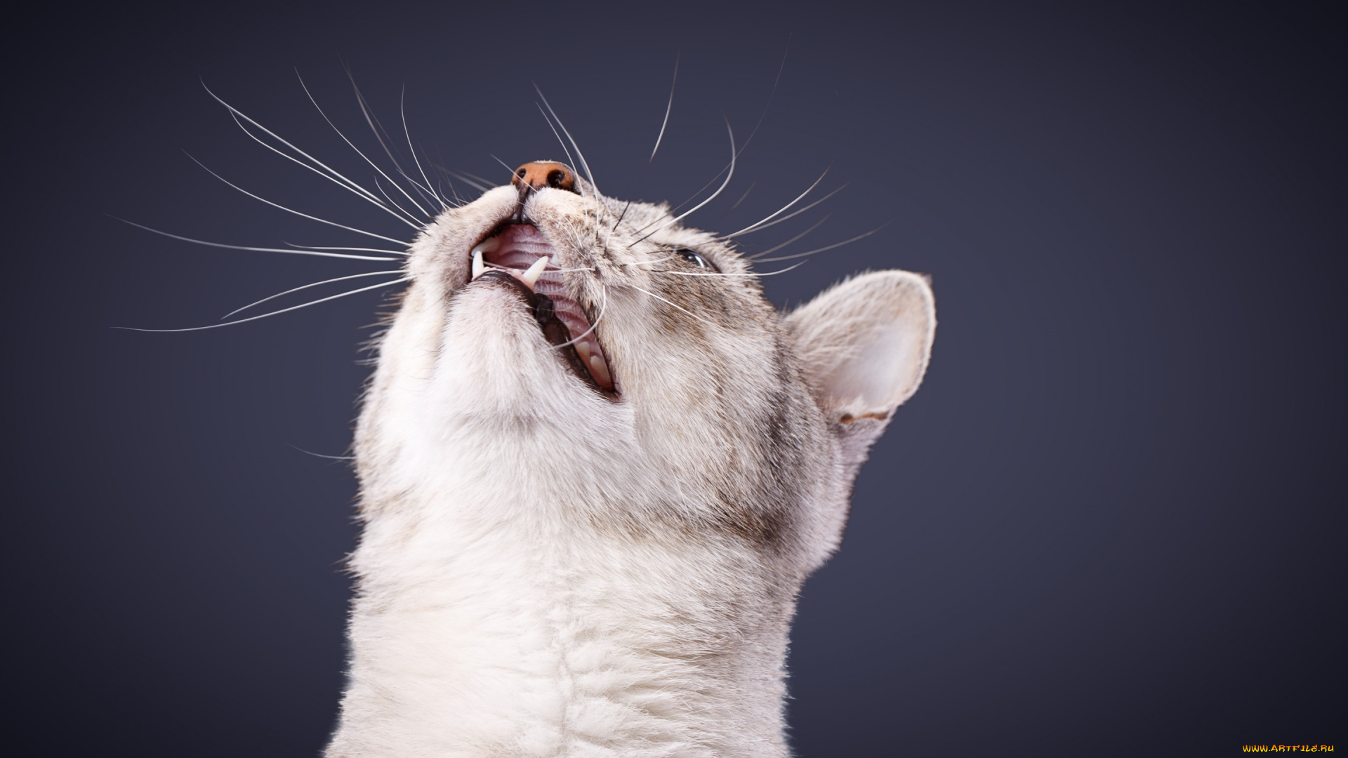 животные, коты, усы, морда, кошка, кот, клыки