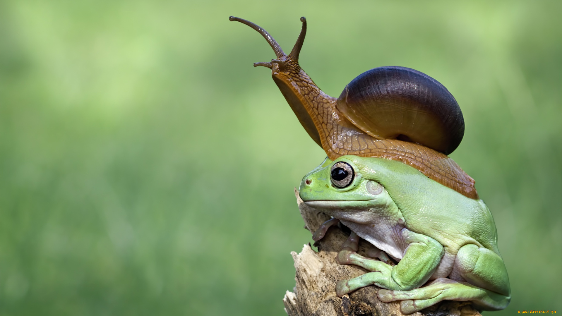 животные, разные, вместе, пенёк, жаба, природа, улитка, лягушка