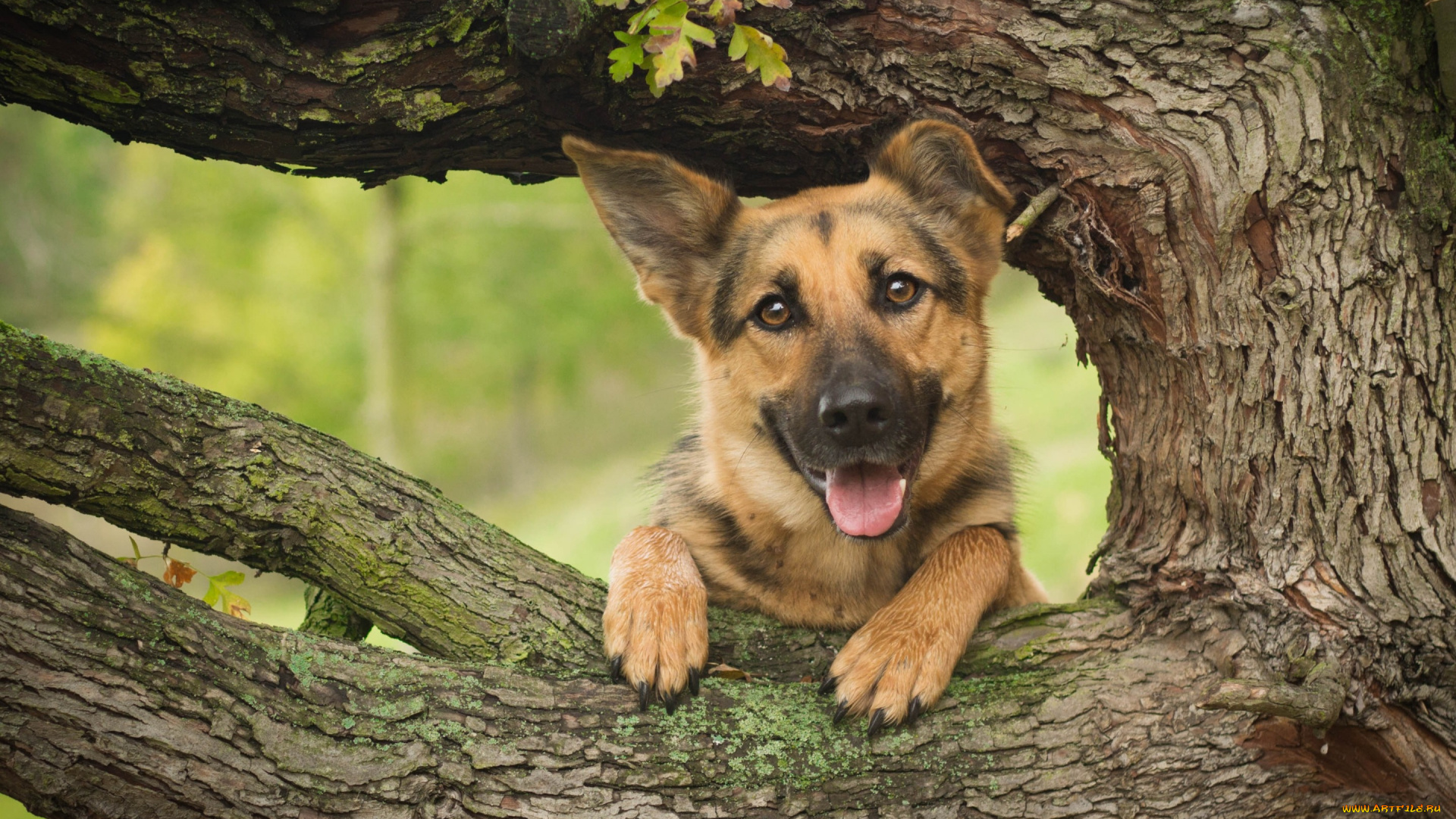 животные, собаки, дерево, морда, собака, овчарка, немецкая