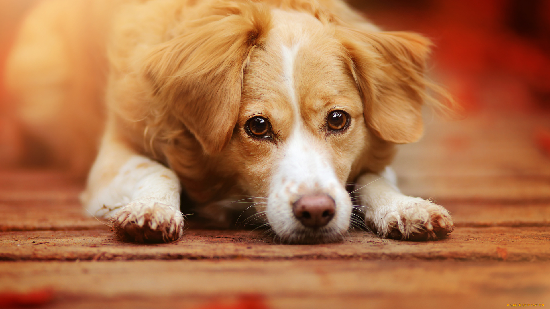 животные, собаки, морда, взгляд, собака