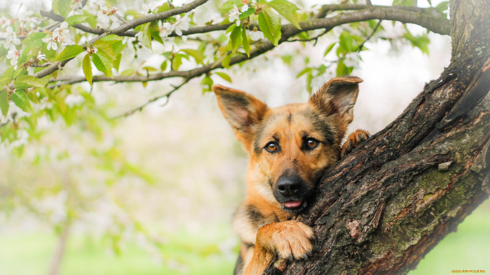 животные, собаки, взгляд, морда, собака, овчарка, дерево, немецкая