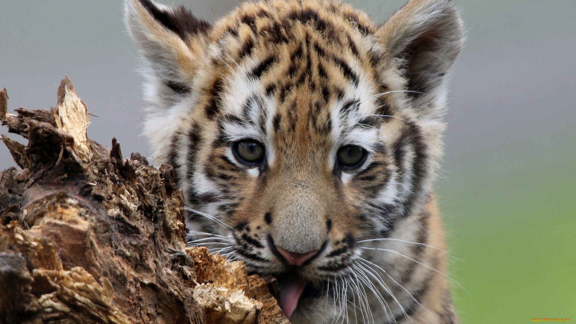 животные, тигры, котёнок, взгляд, мордочка, детёныш, тигрёнок, тигр