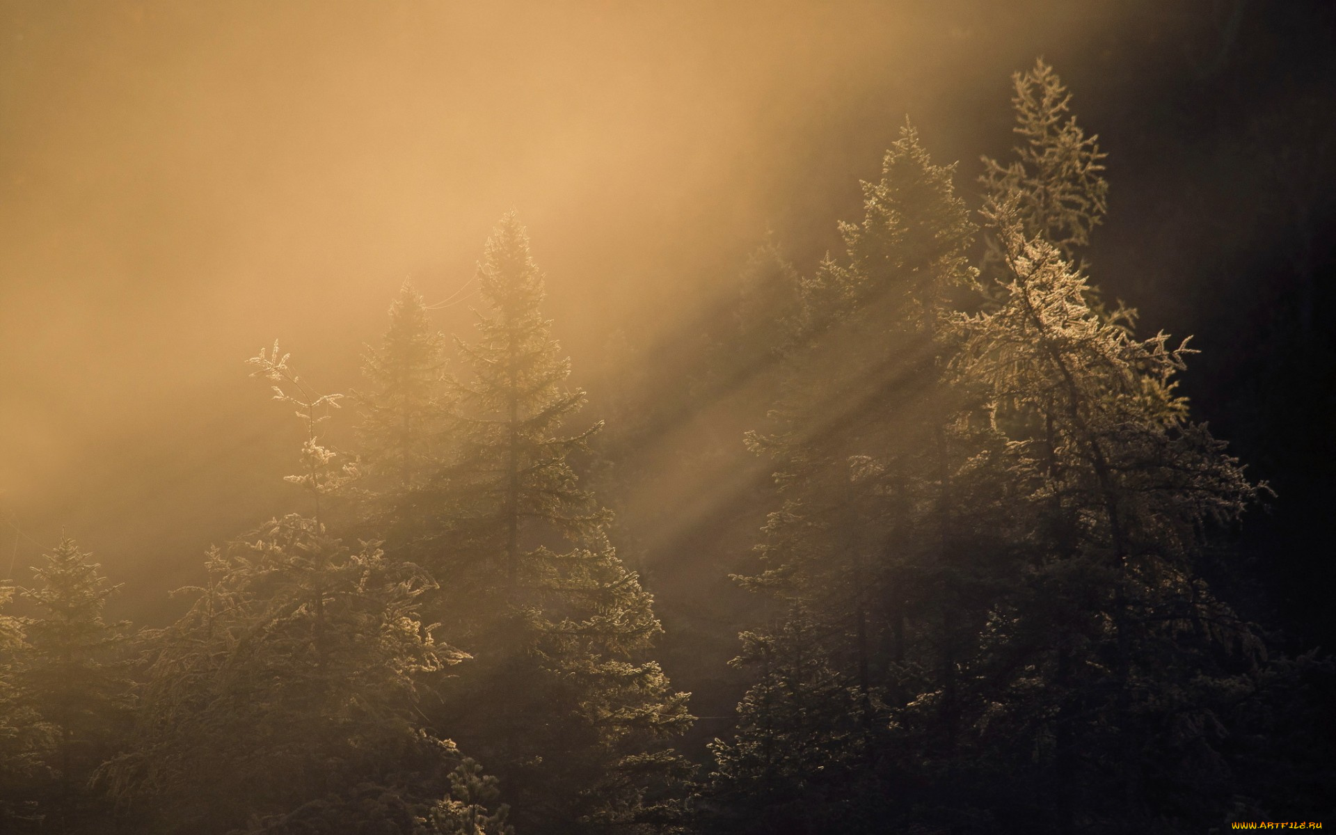 природа, лес, осень, туман