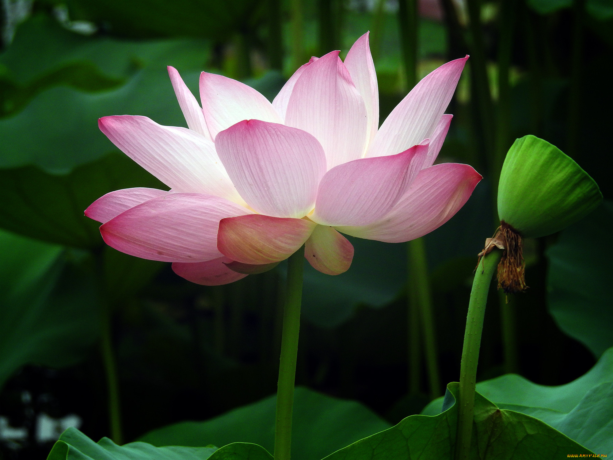 цветы, лотосы, фон, лепестки