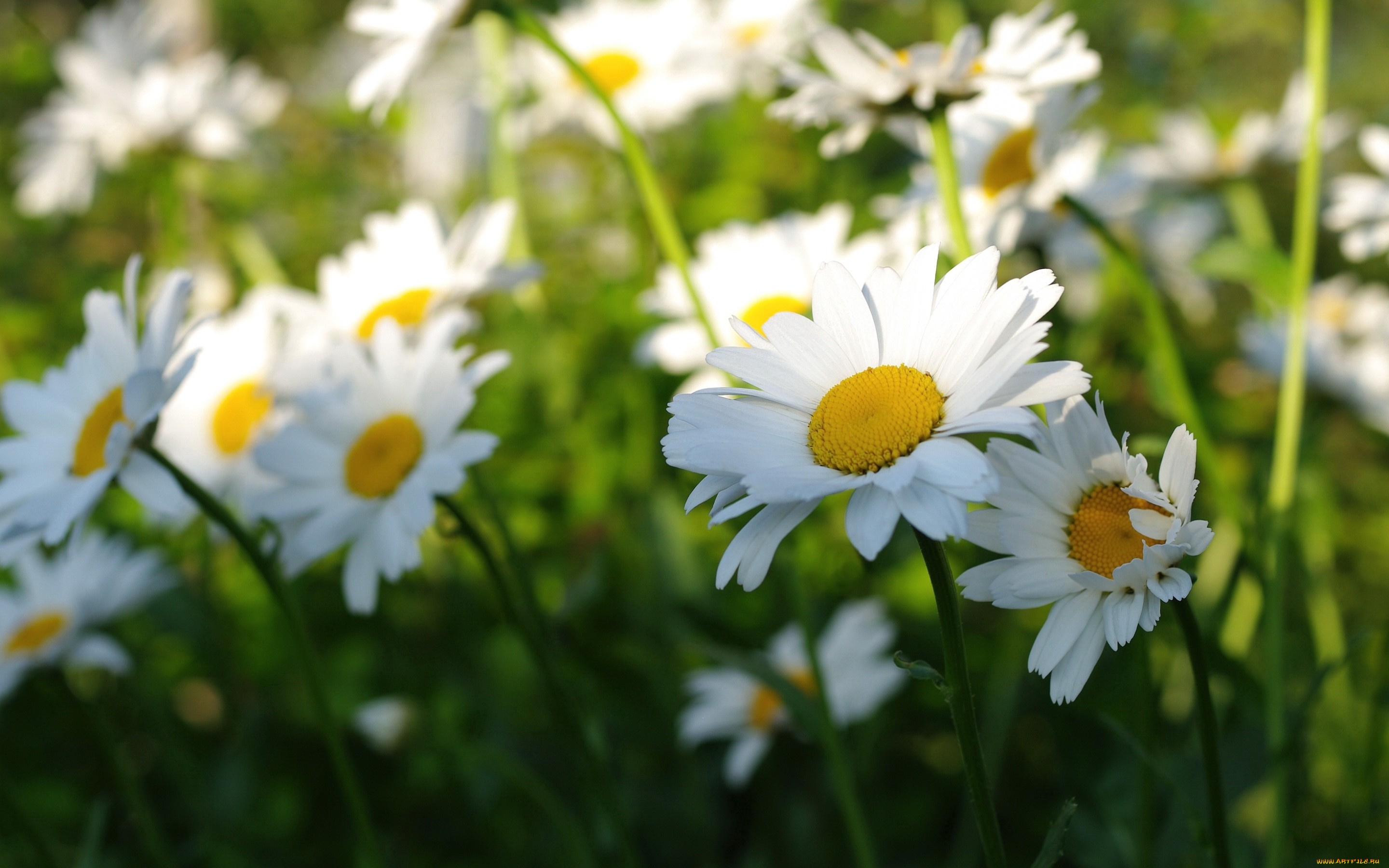 цветы, ромашки, тень, лепестки, лето