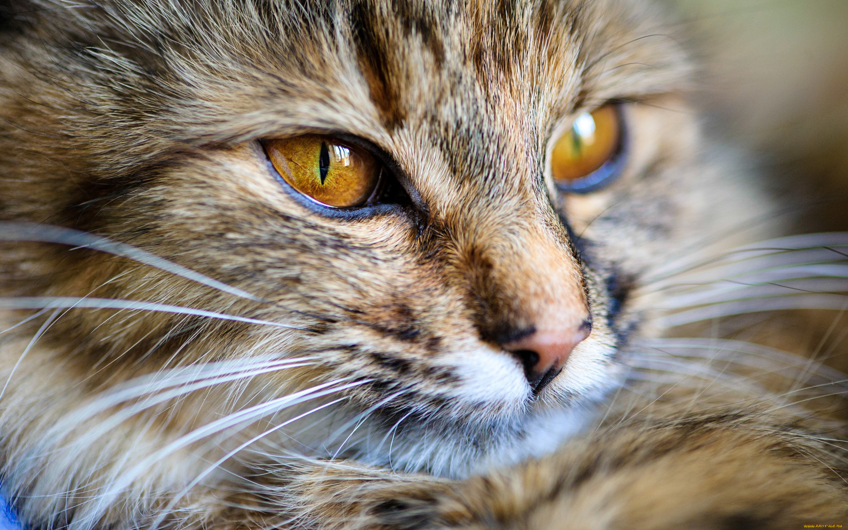 животные, коты, кот, кошка, морда