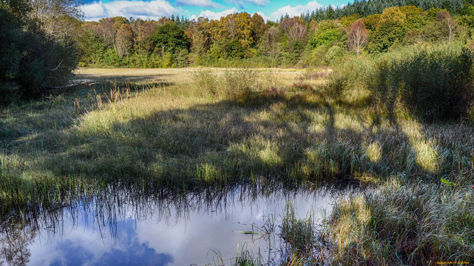 природа, реки, озера, лес, река