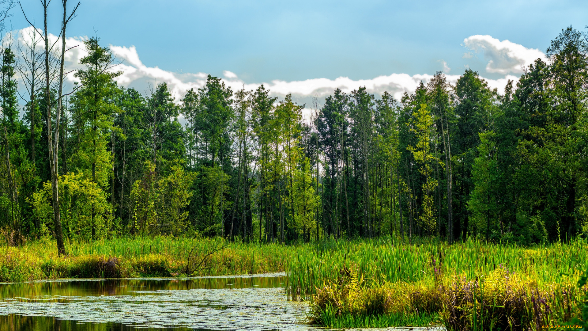 природа, реки, озера, лес, река