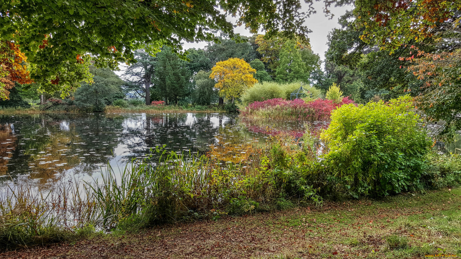 природа, реки, озера, река, лес