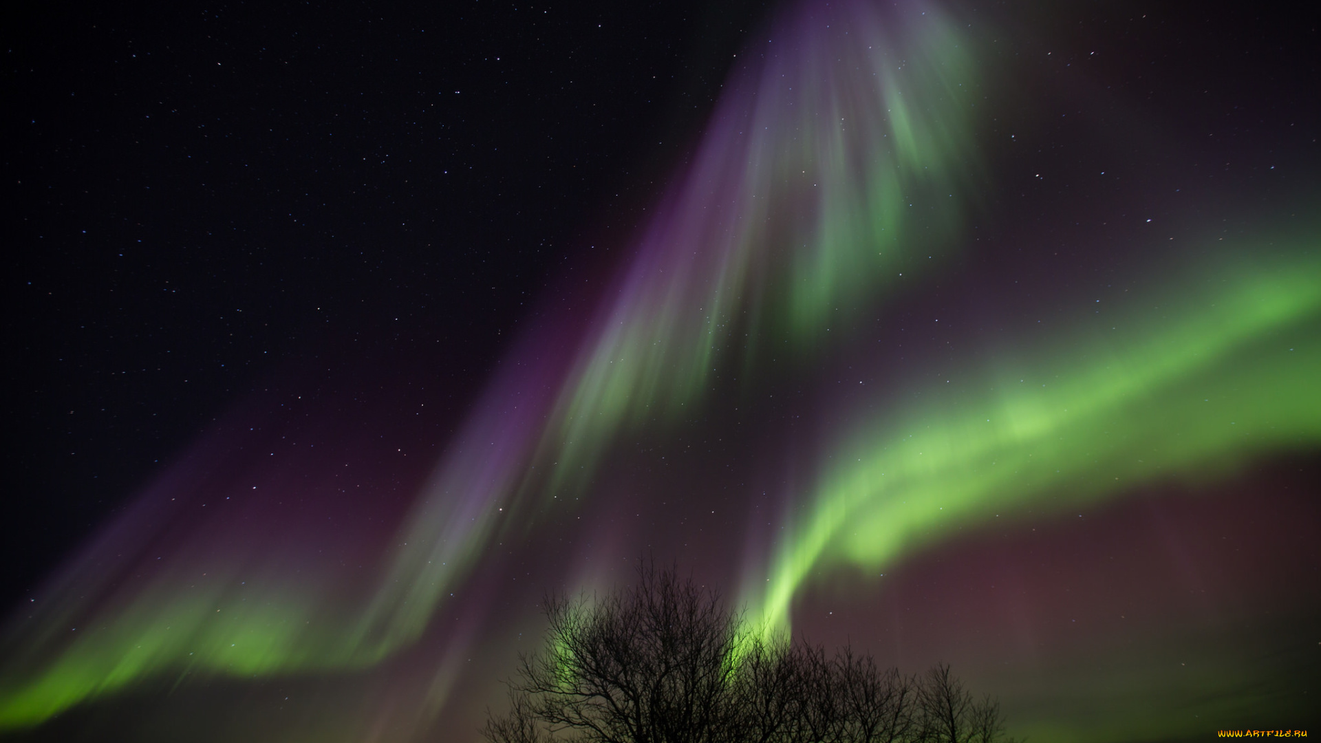 природа, северное, сияние, деревья, ночь, исландия, звезды, северное, сияние