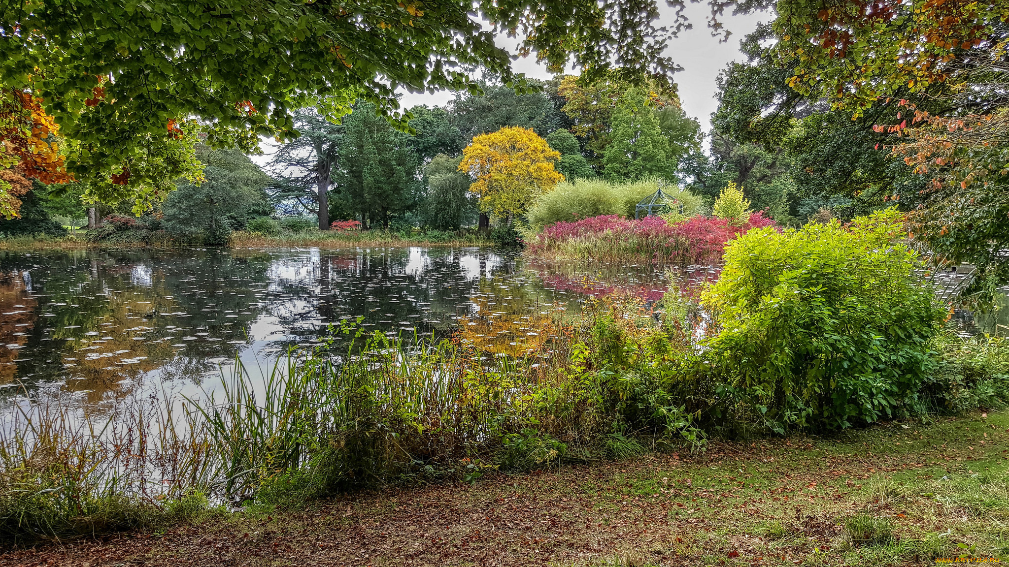 природа, реки, озера, река, лес