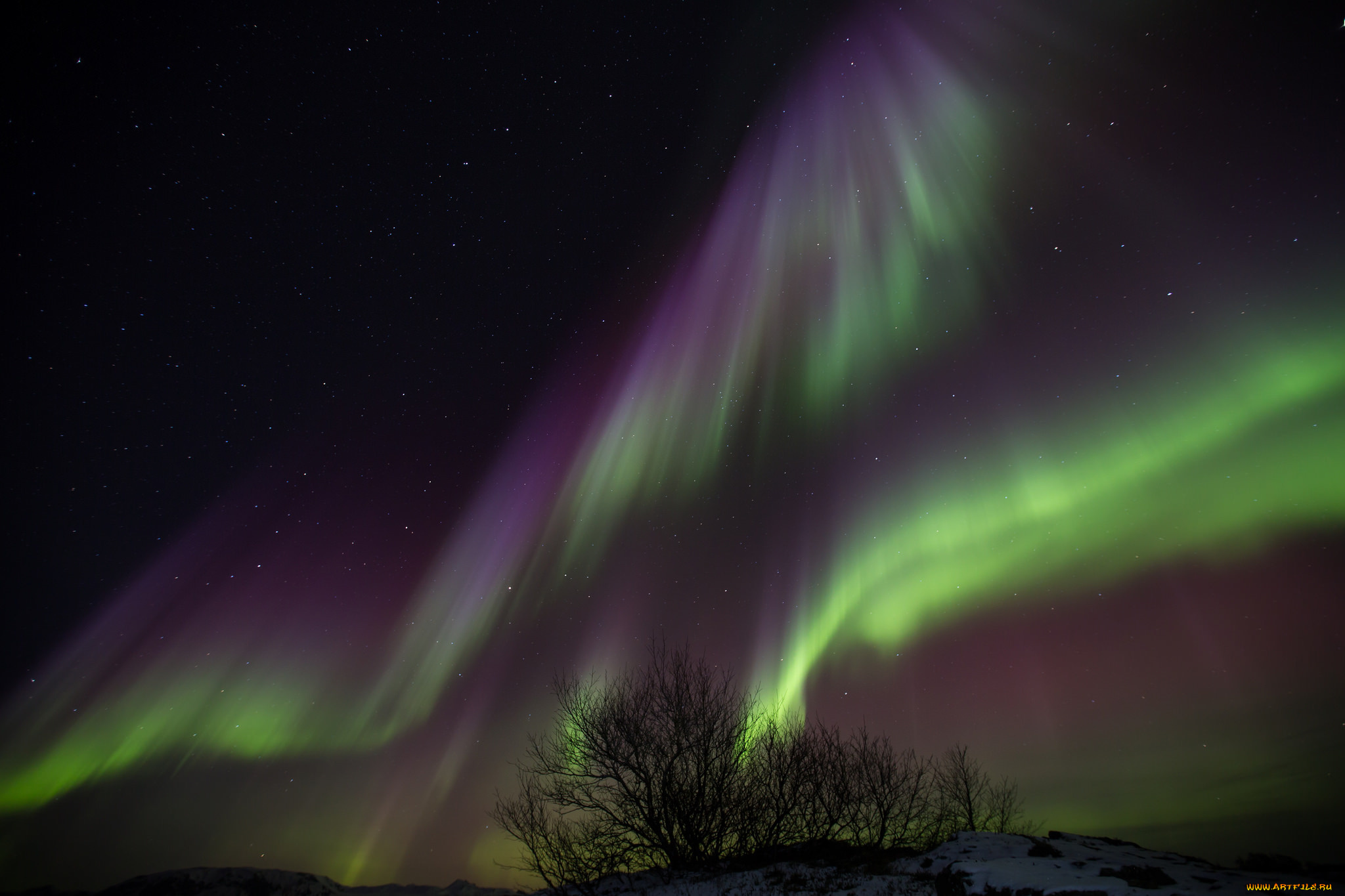 природа, северное, сияние, деревья, ночь, исландия, звезды, северное, сияние