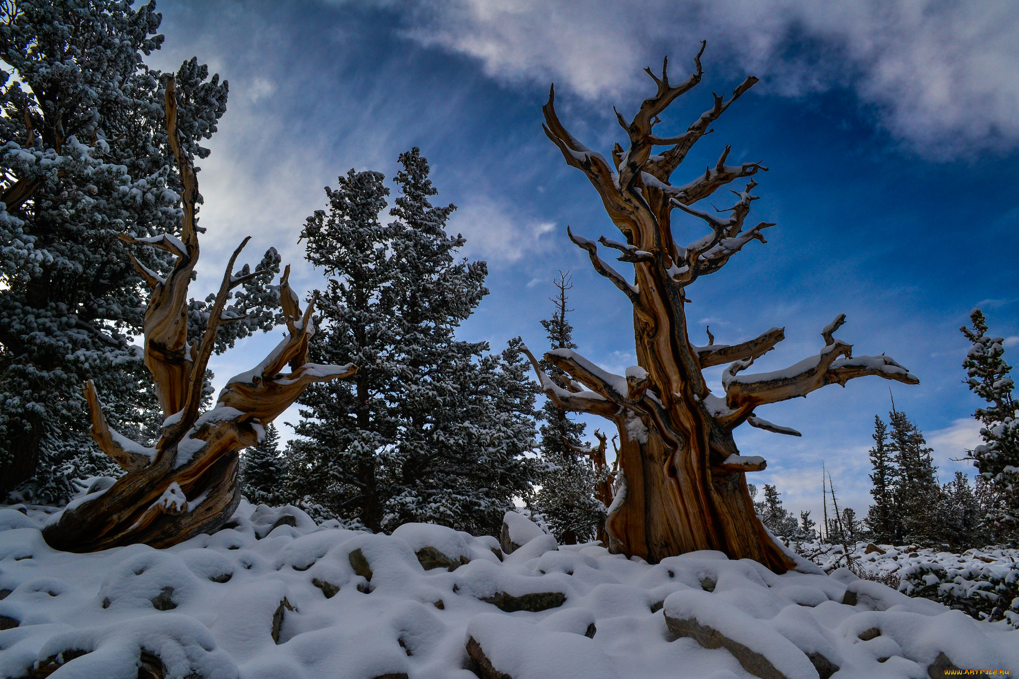 природа, зима, снег