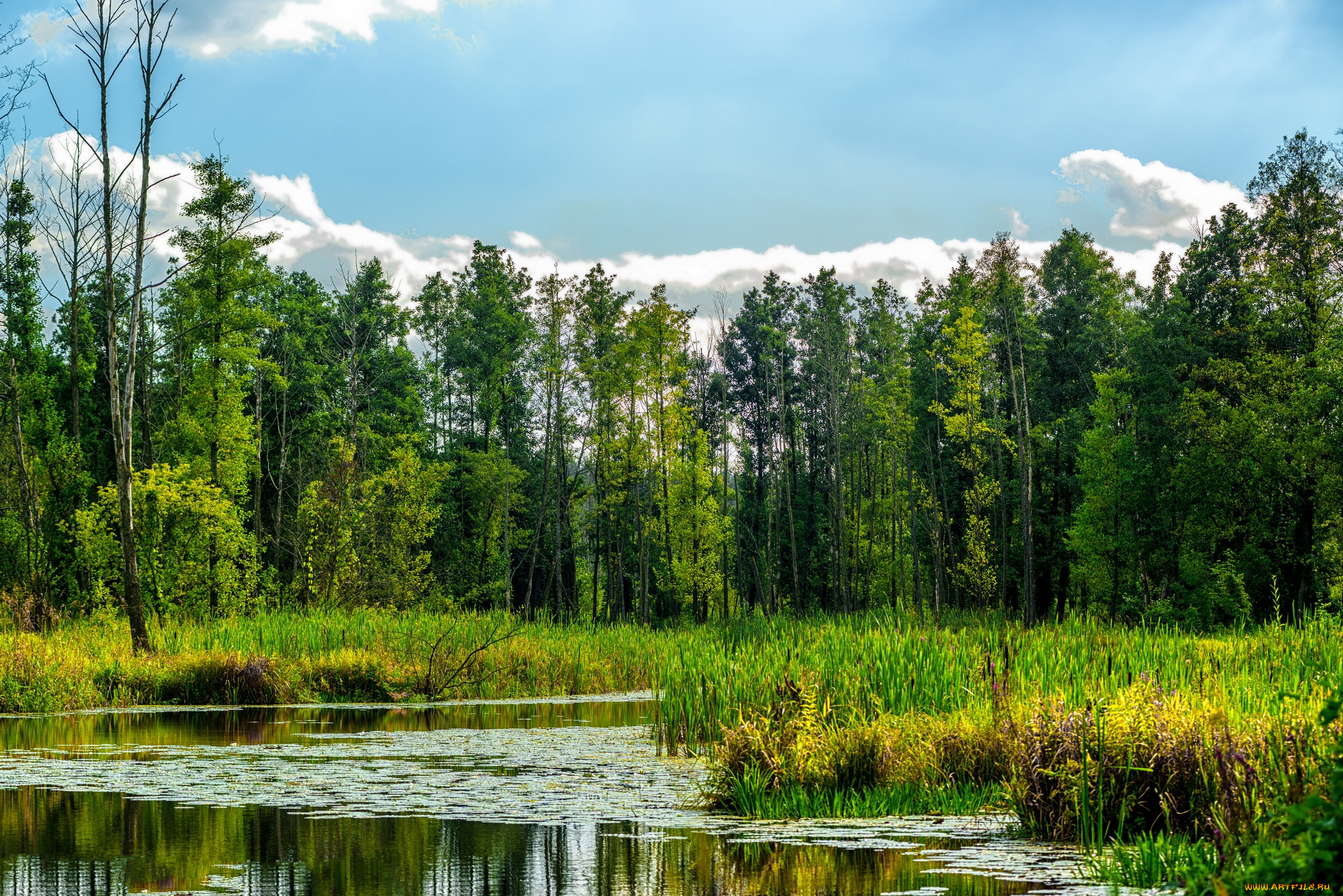 природа, реки, озера, лес, река