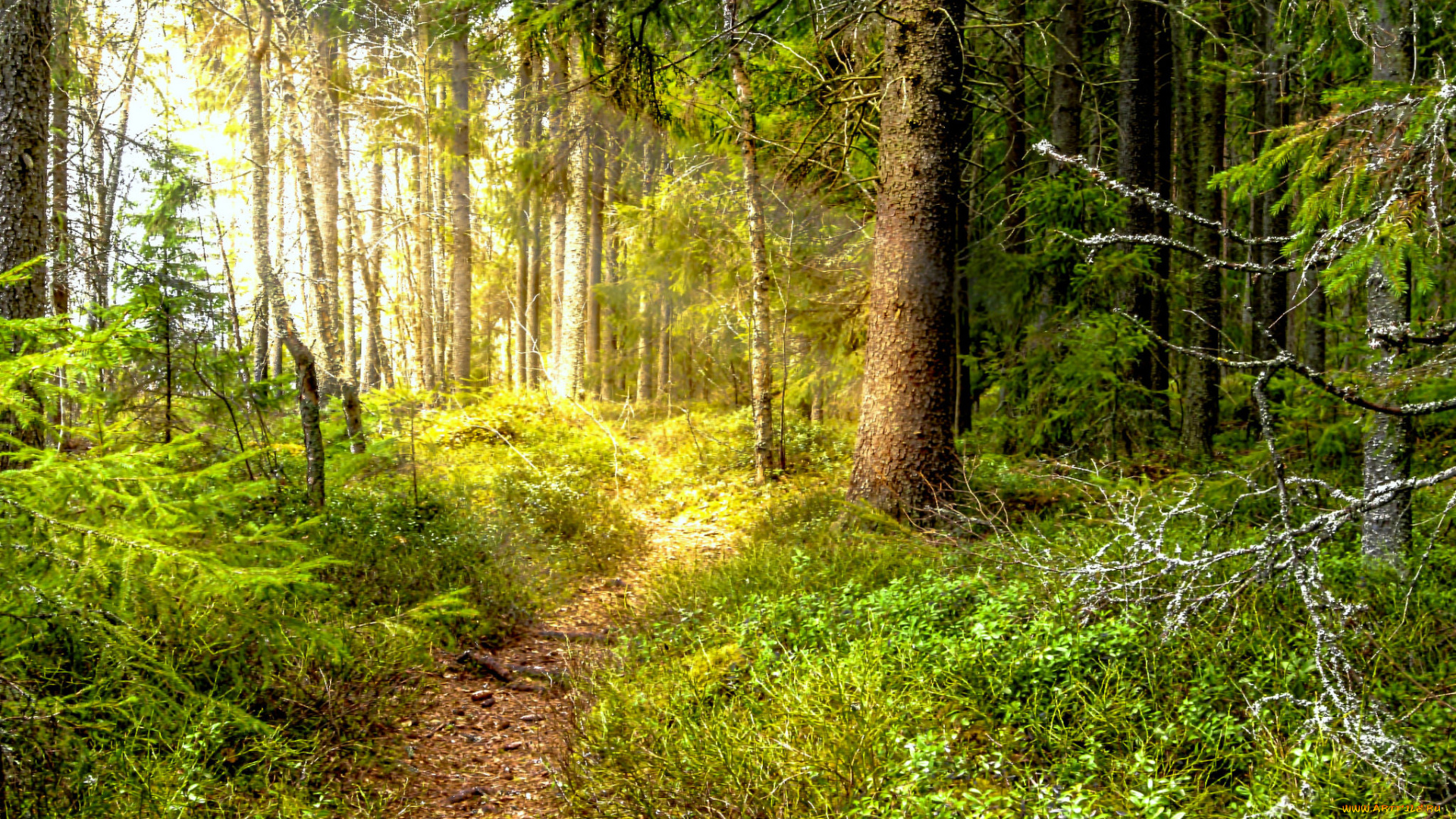 природа, лес, простор