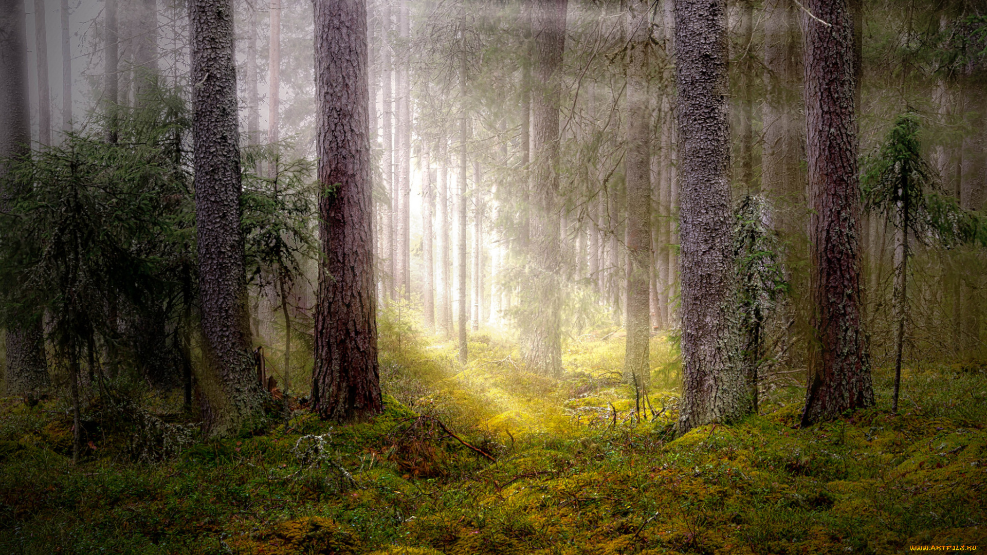 природа, лес, простор