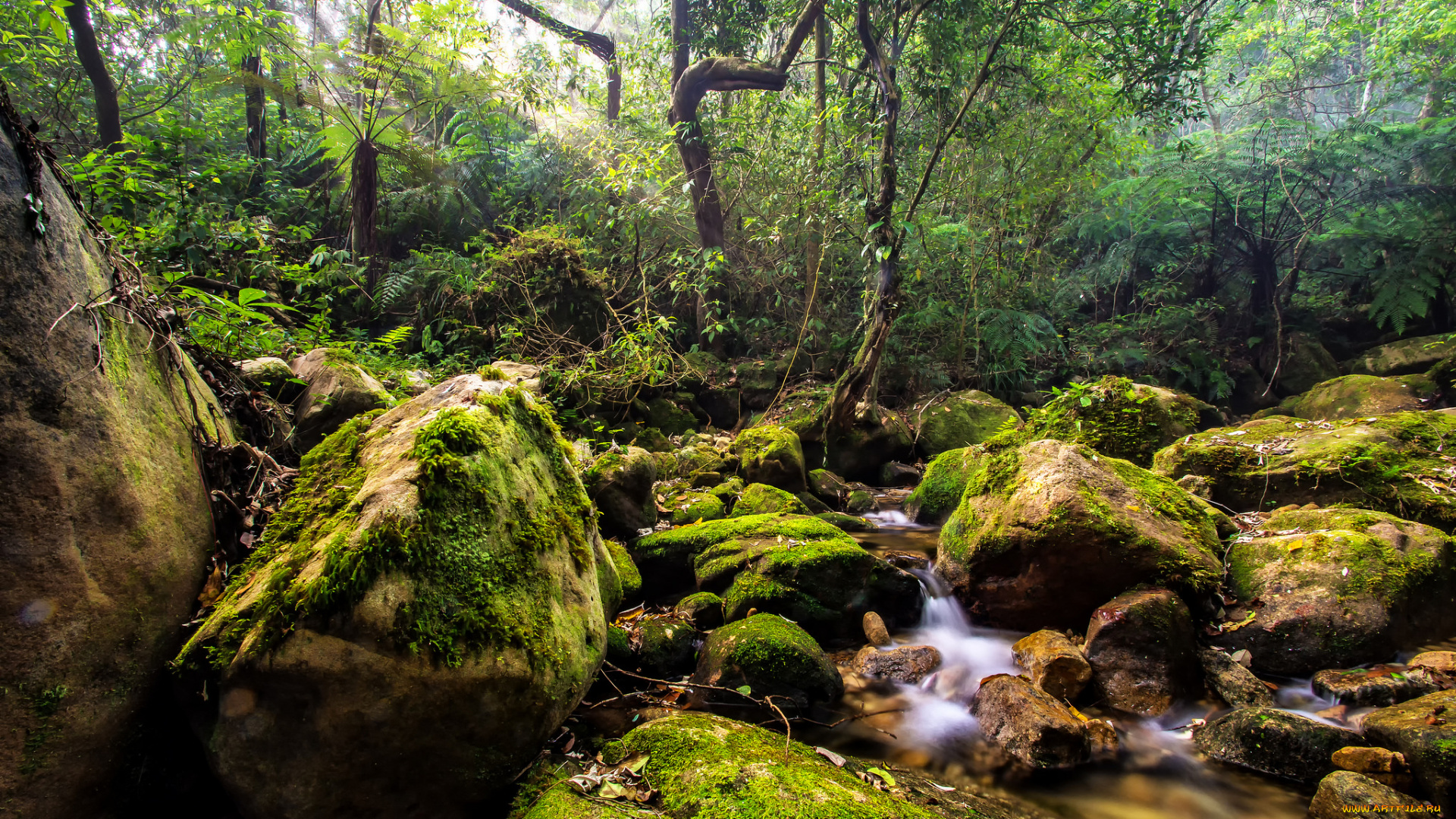 природа, лес, река, мох, камни, деревья, поток