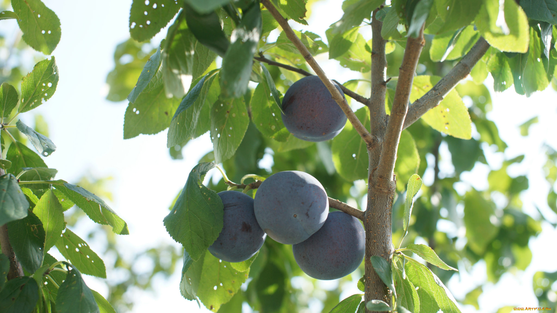 природа, плоды, слива, ветки, дерево