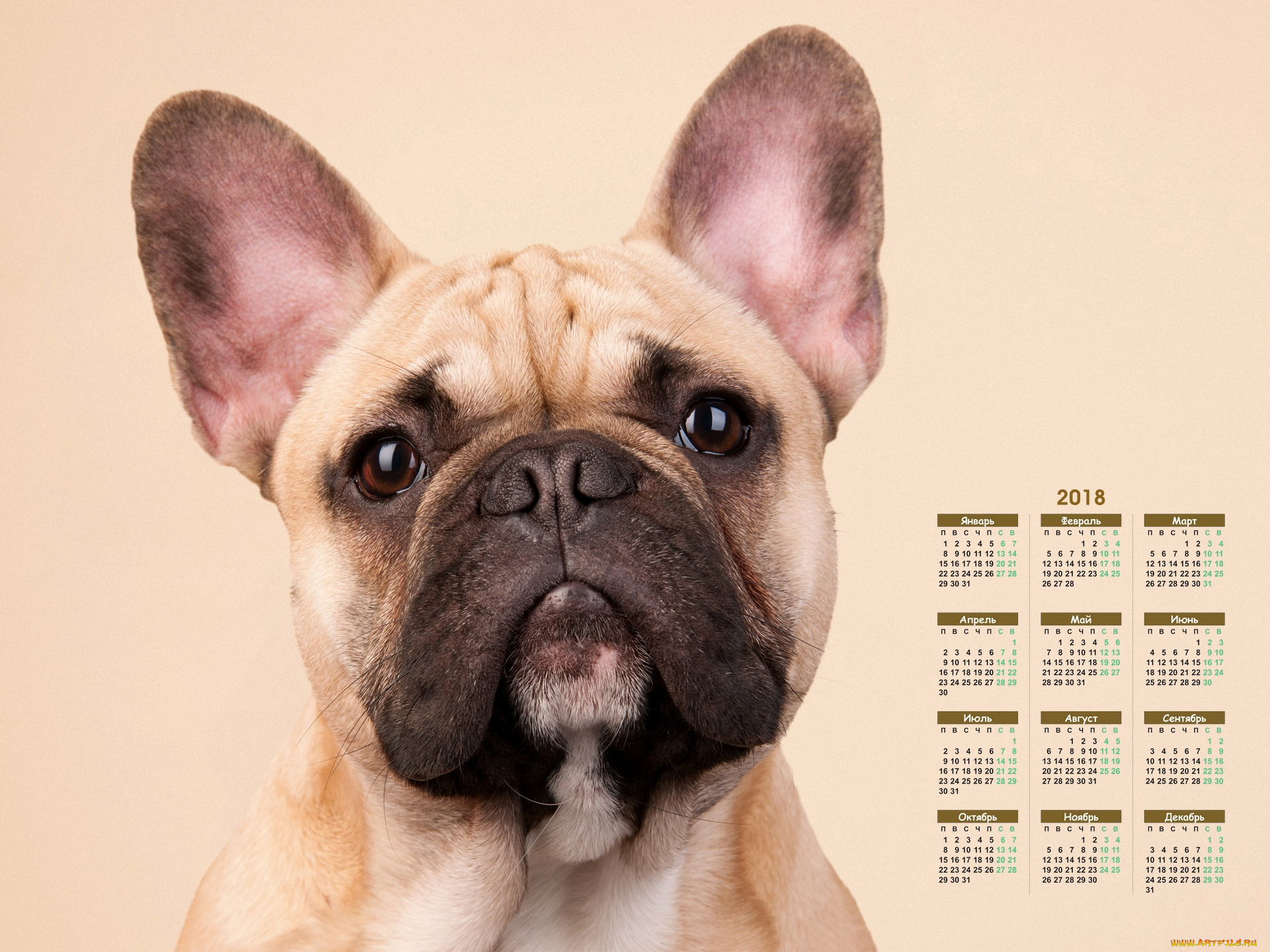 календари, животные, морда, взгляд, собака