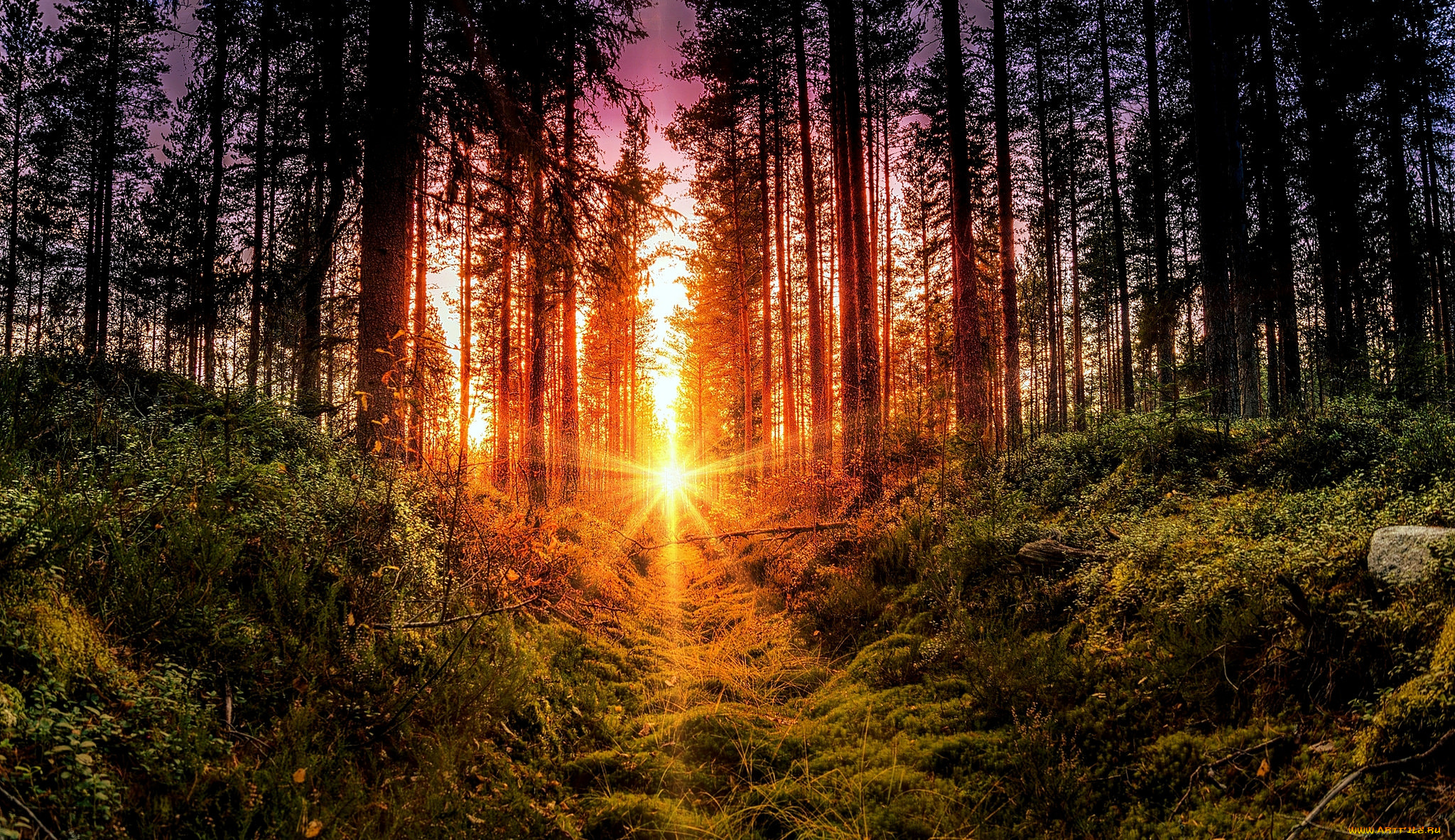 природа, лес, простор