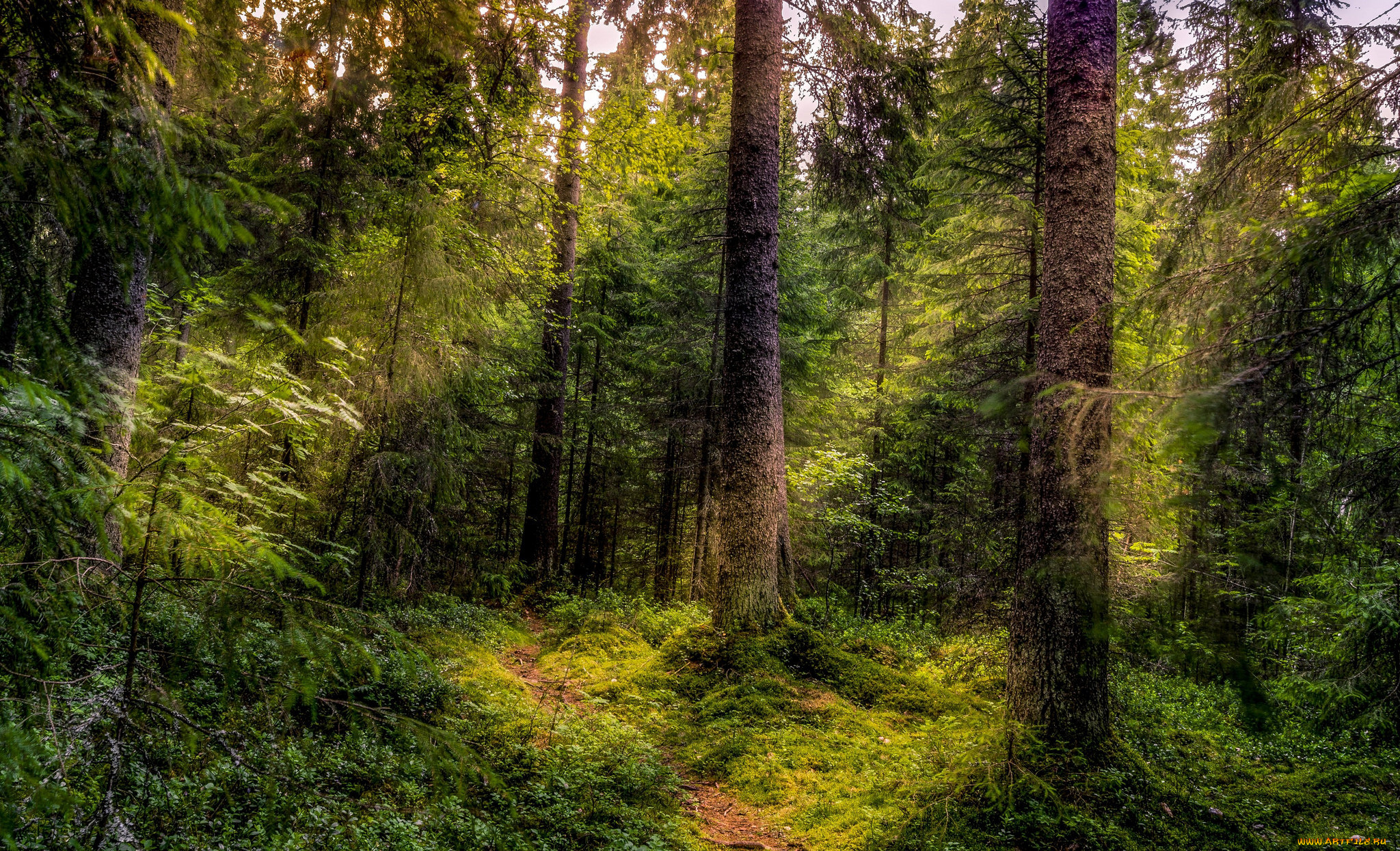 природа, лес, простор