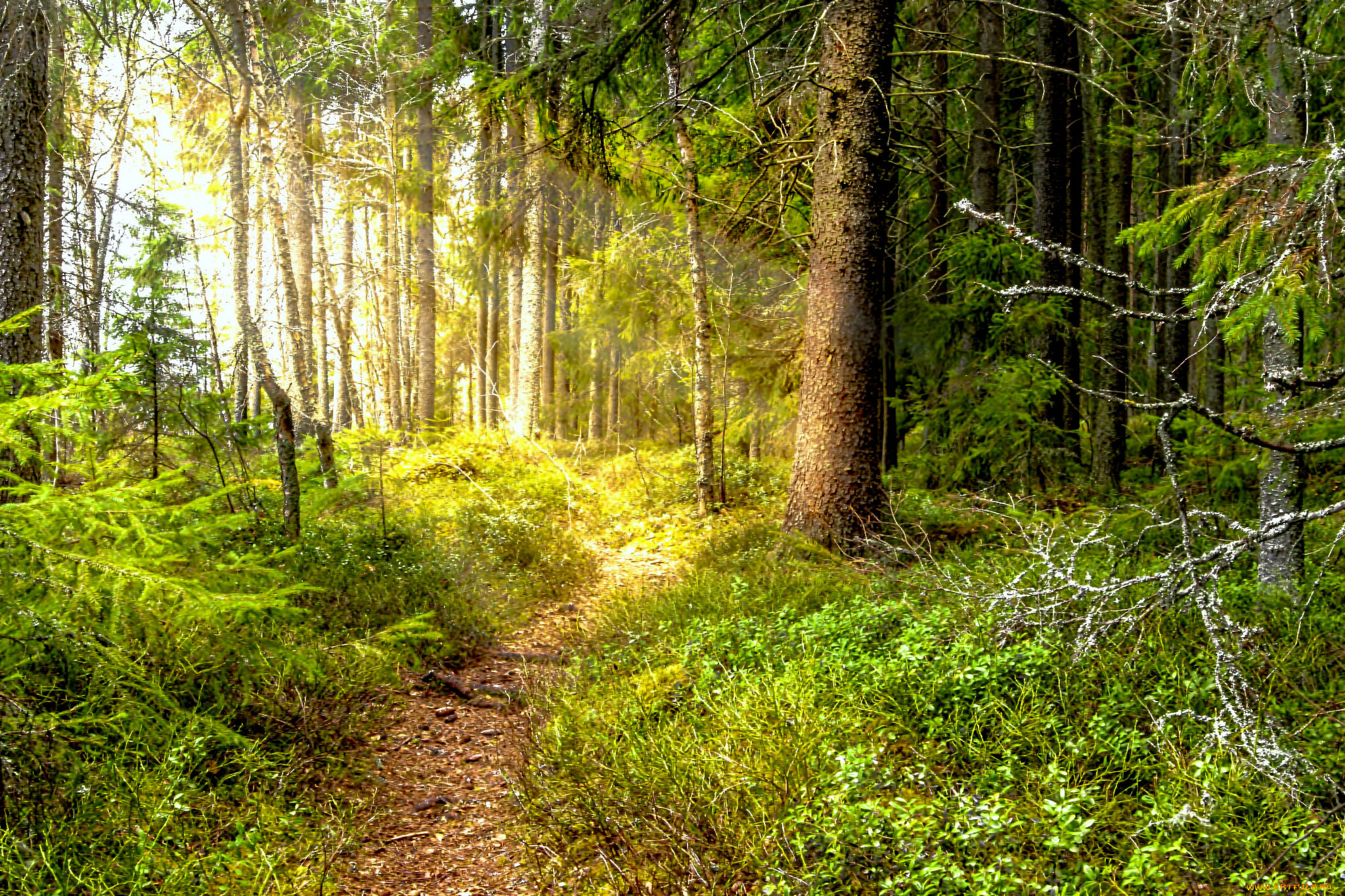 природа, лес, простор