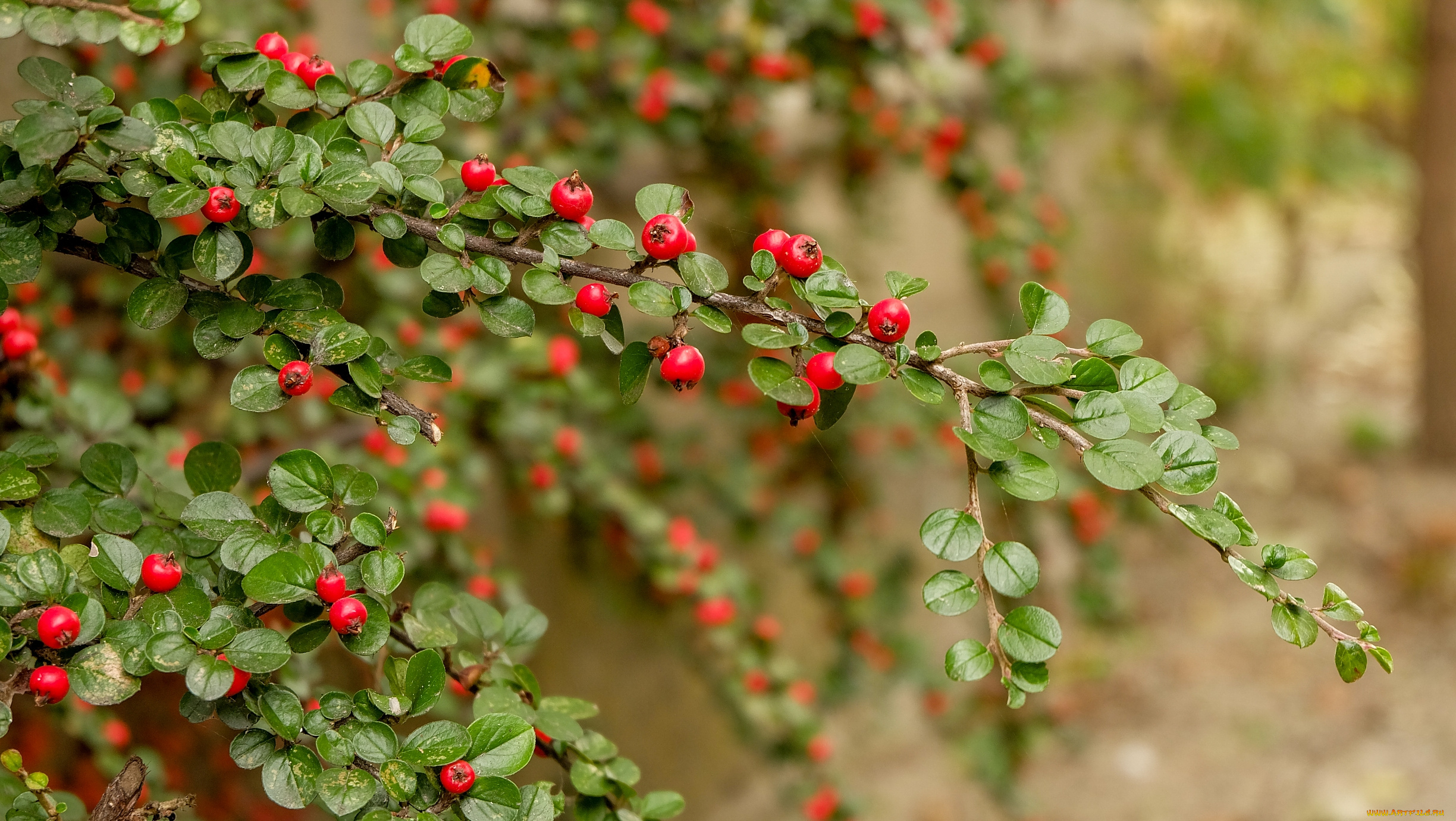 природа, Ягоды, кустарник, ягоды, ветки, листики