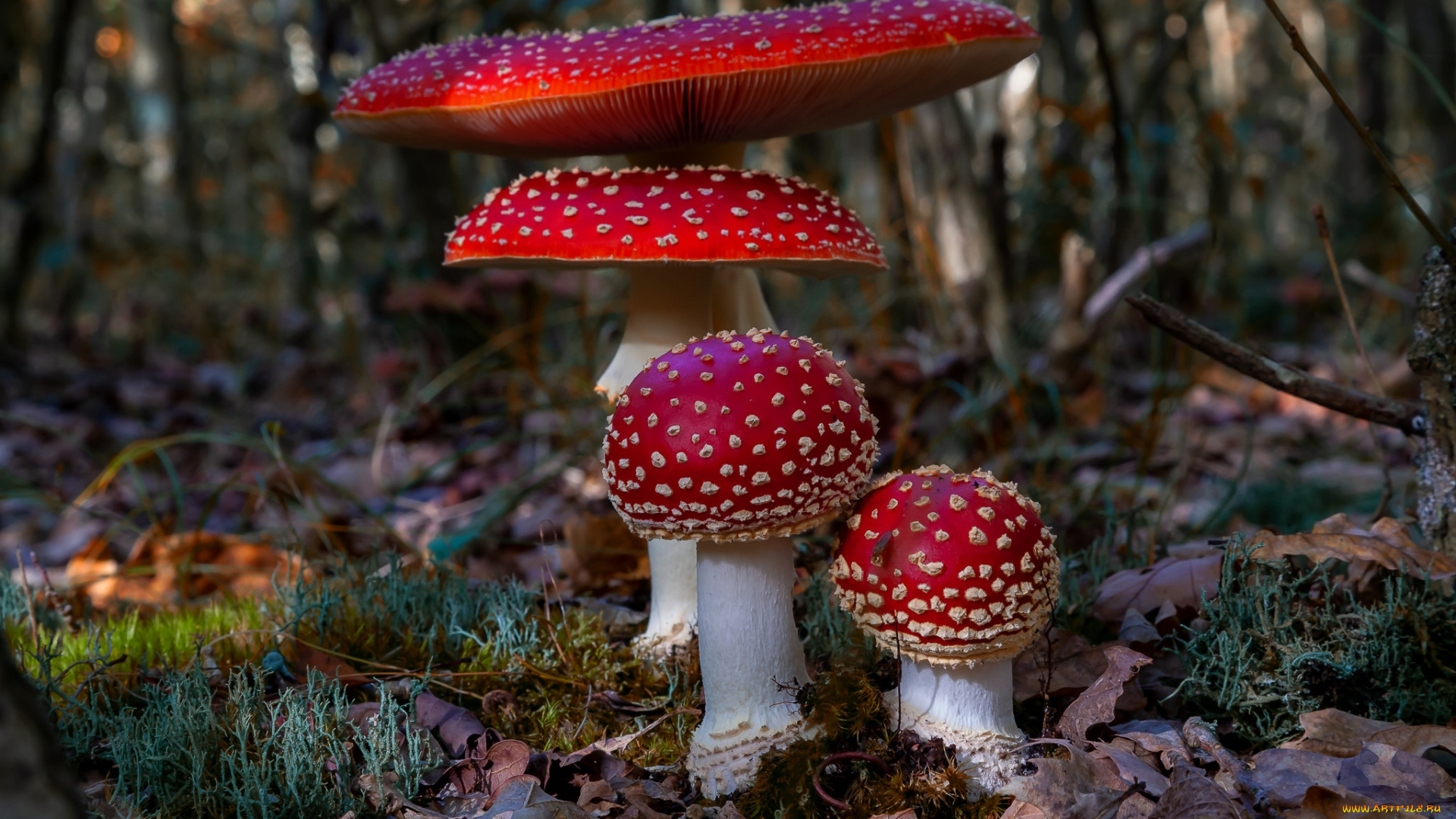 природа, грибы, , мухомор, простор