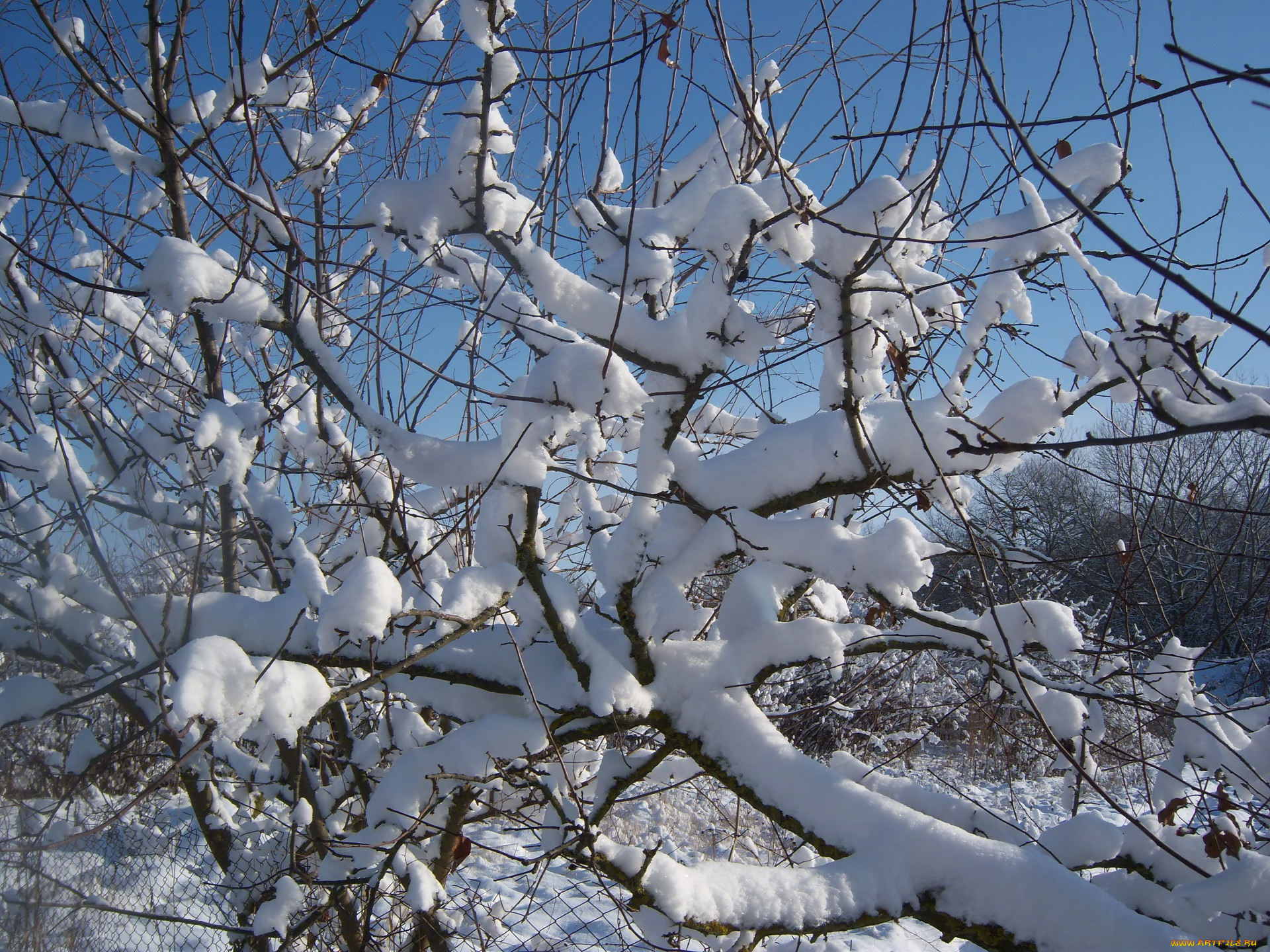 природа, зима, ветки