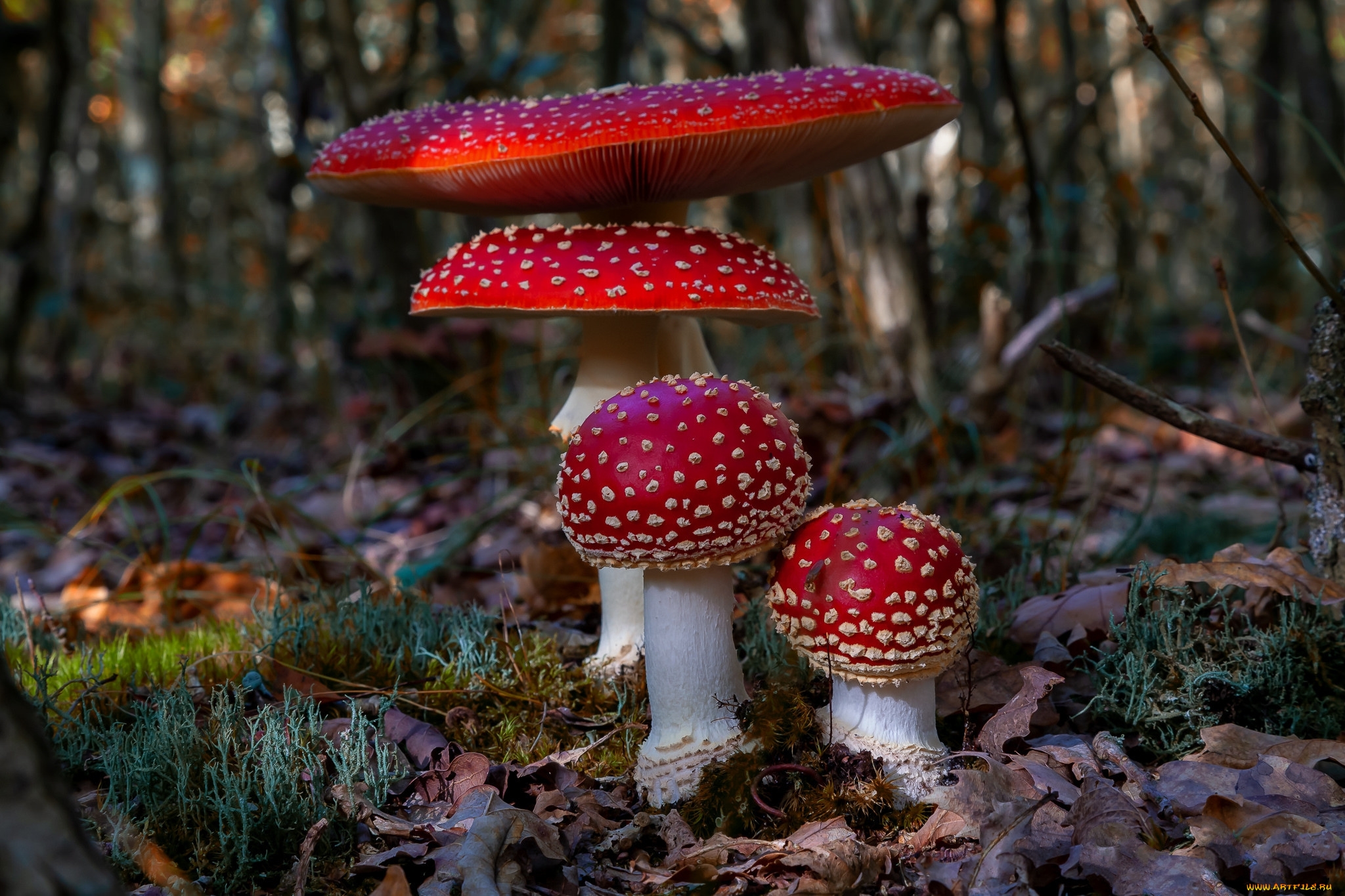 природа, грибы, , мухомор, простор