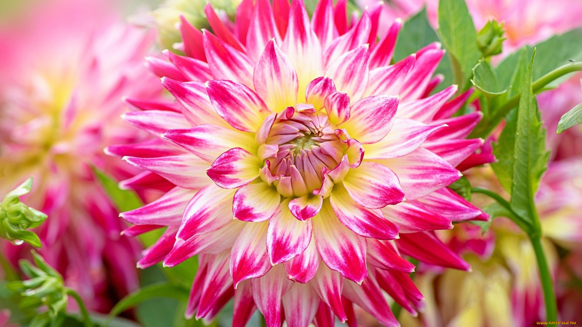 цветы, георгины, макро