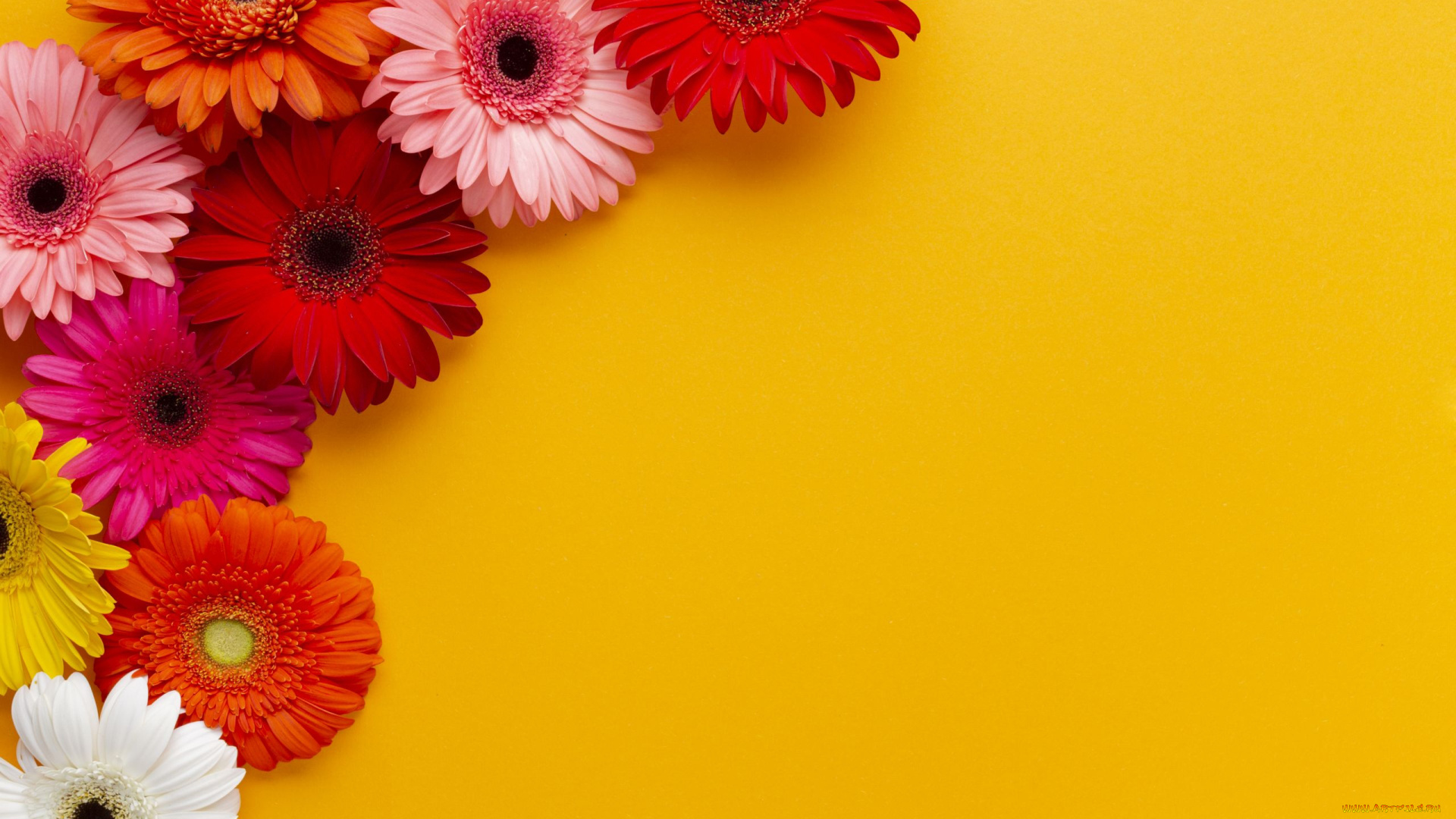 цветы, герберы, разноцветные