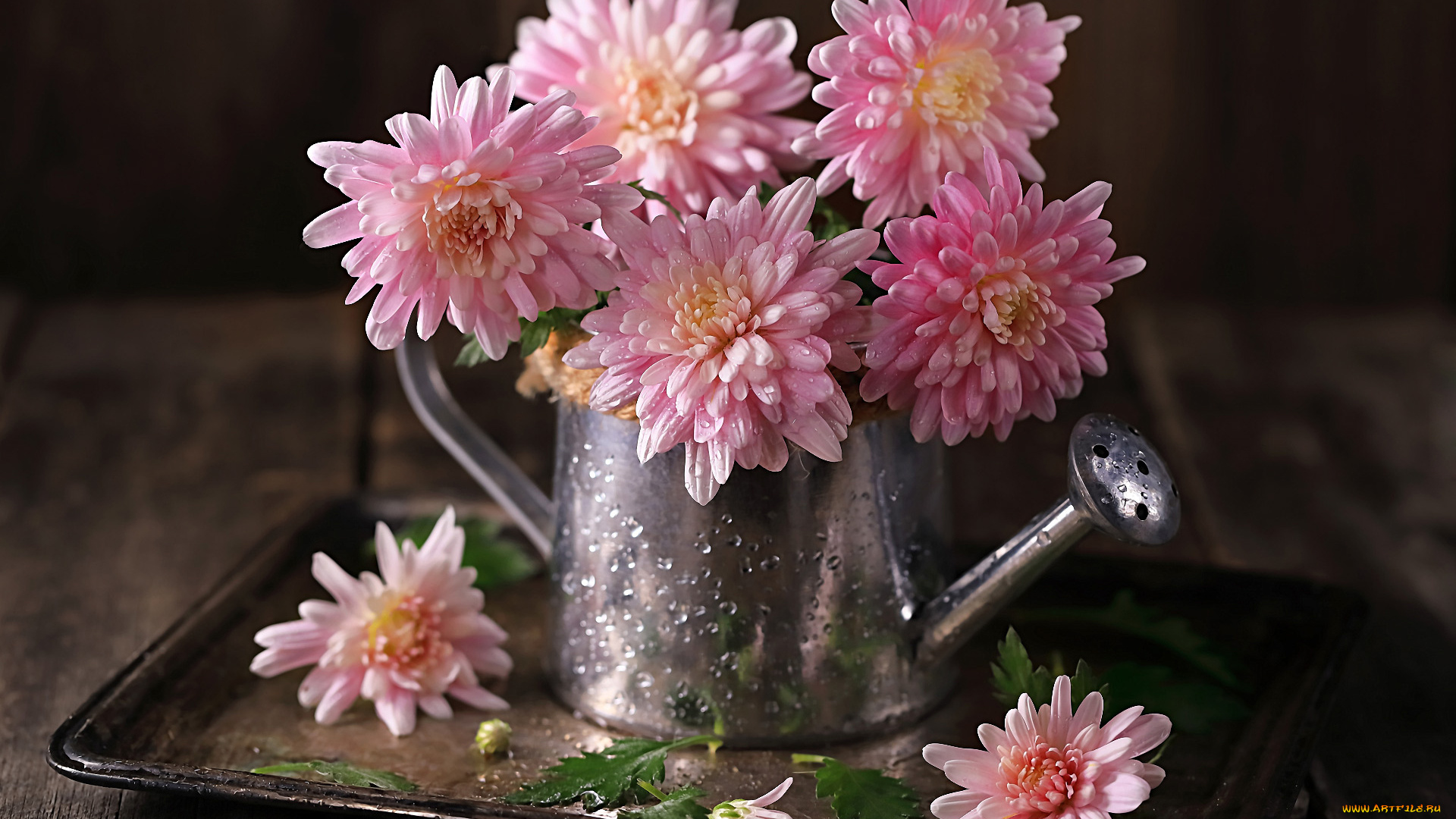 цветы, хризантемы, лейка, розовые, букет