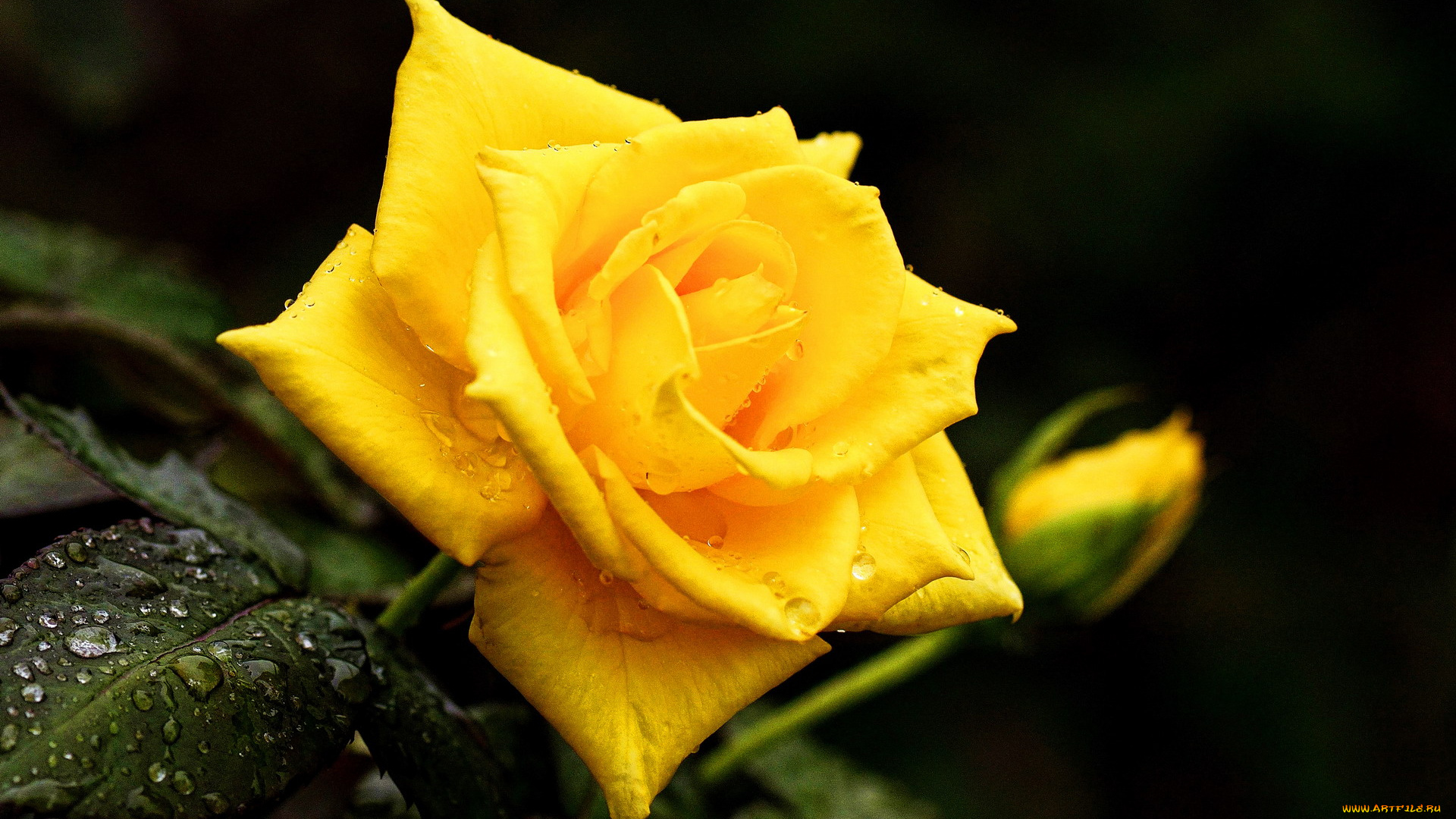 цветы, розы, желтая, роза, капли