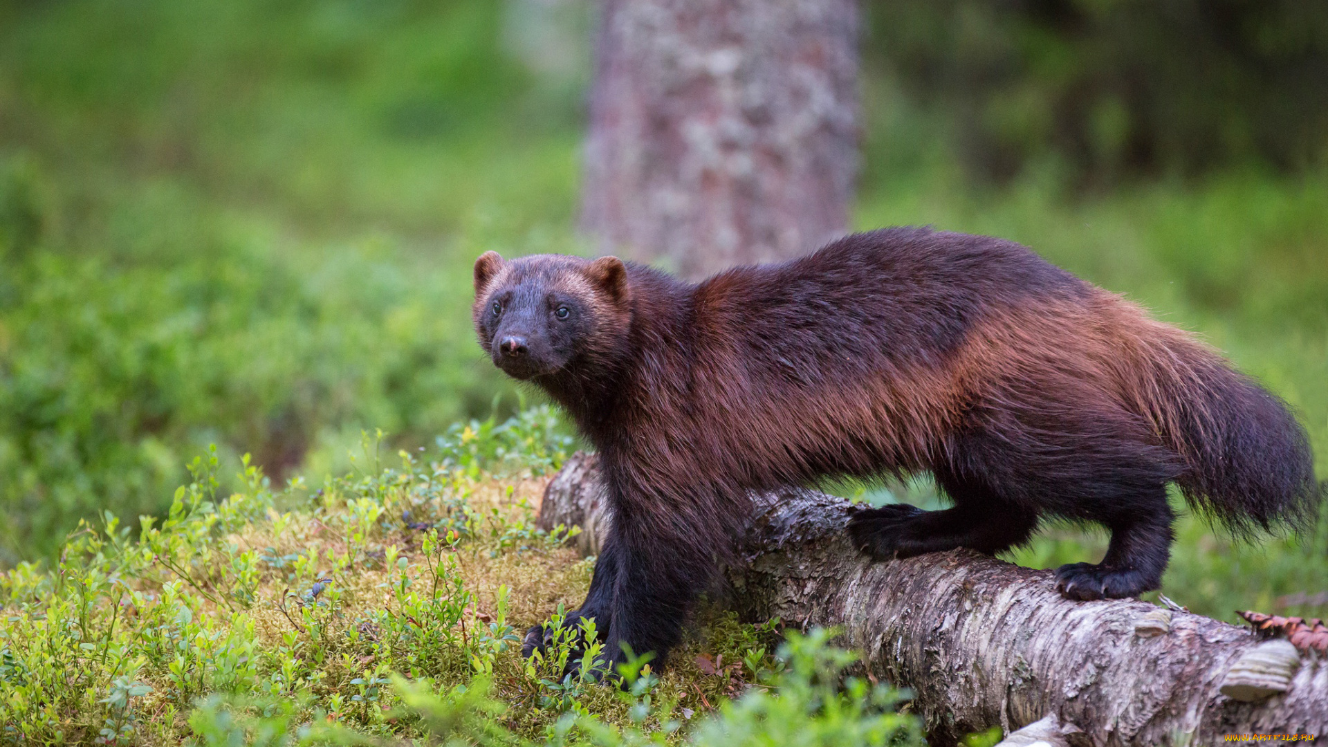 росомаха, животные, росомахи, животное, хищник, млекопитающее, куньи, опасное, мех, когти
