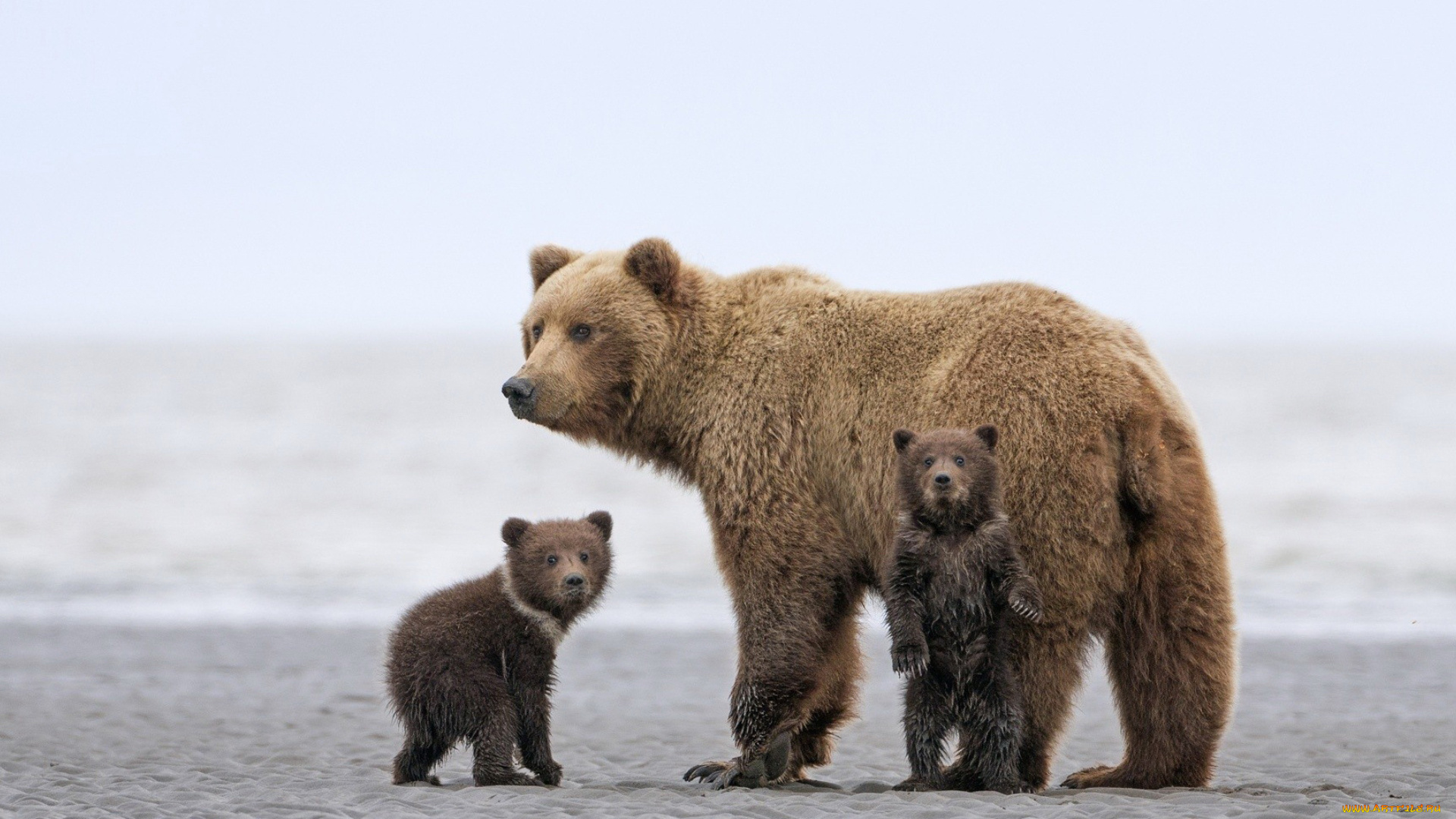 животные, медведи, медведица, медвежата, медведь, бурый, гризли, кодьяк, животное, хищник, млекопитающее, хордовые
