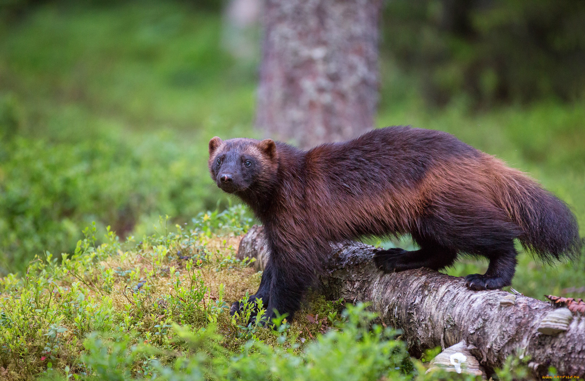 росомаха, животные, росомахи, животное, хищник, млекопитающее, куньи, опасное, мех, когти